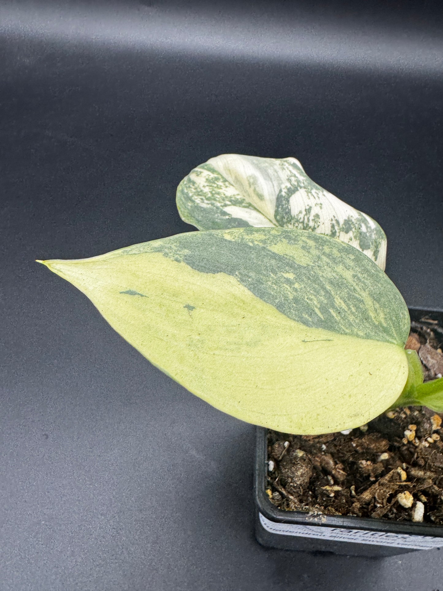 Silver Sword variegata
