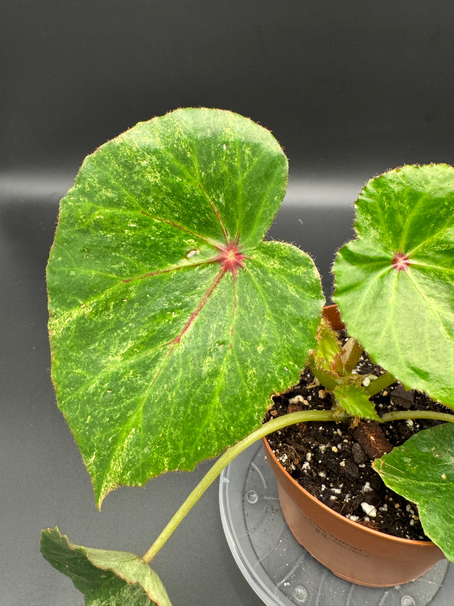 Begonia Rouge variegata