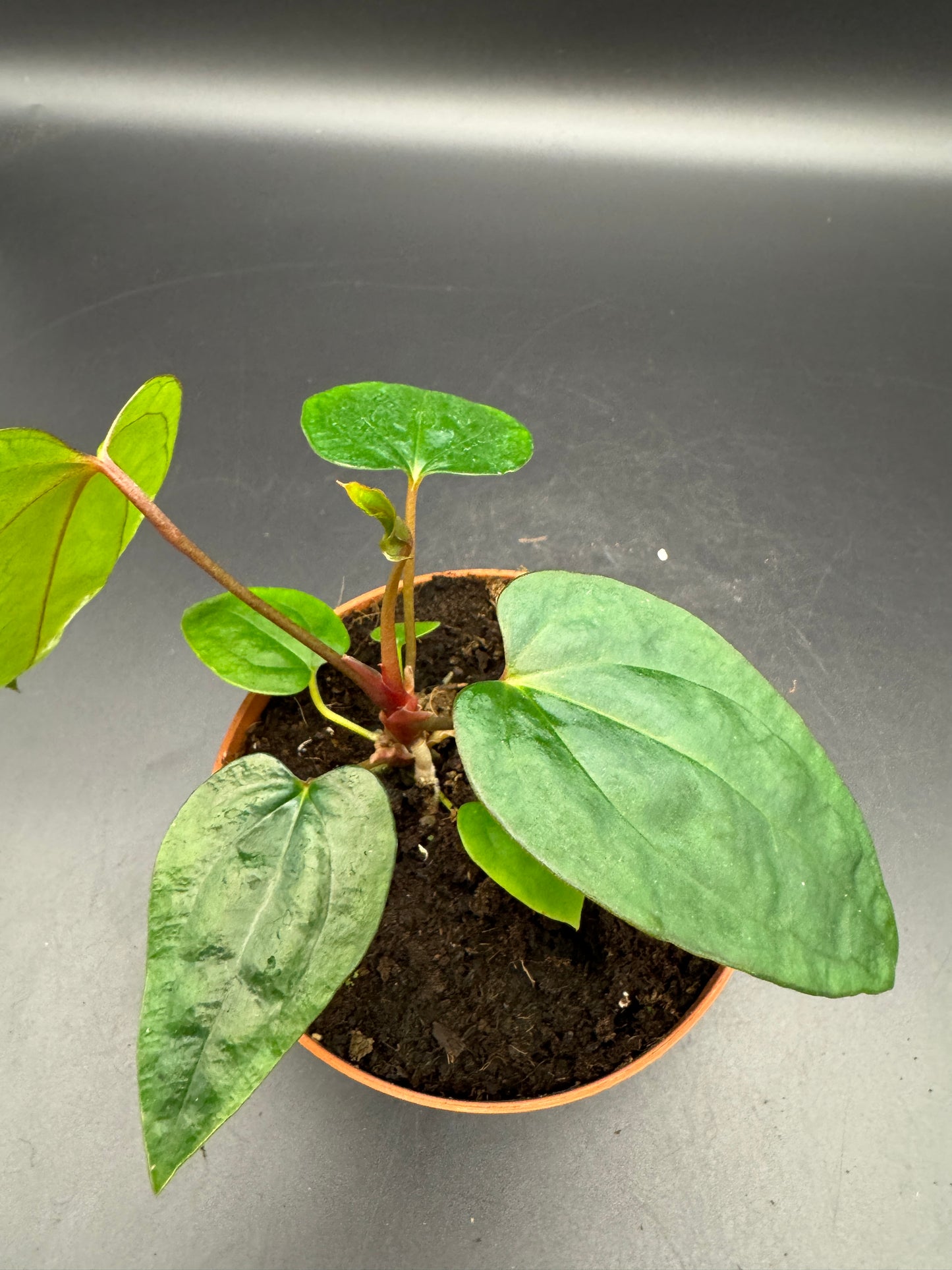 Anthurium papillilaminum x King of Spades