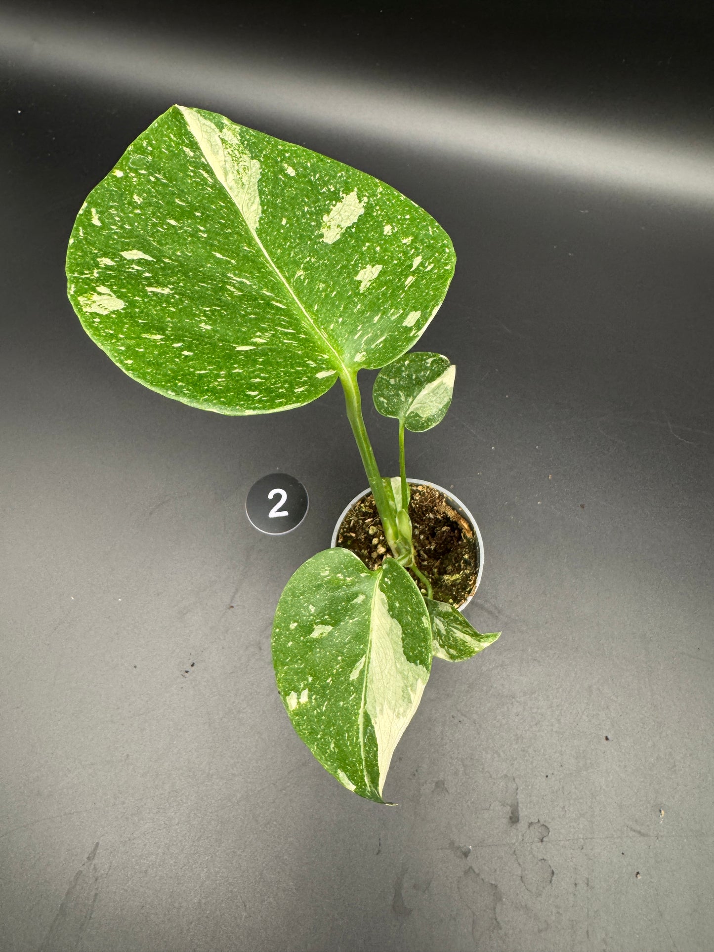 Monstera Thai constelation