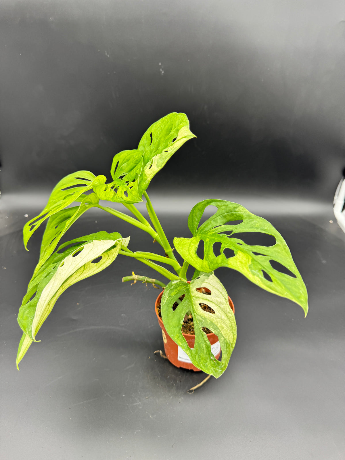 Monstera Adansonii Albo variegata