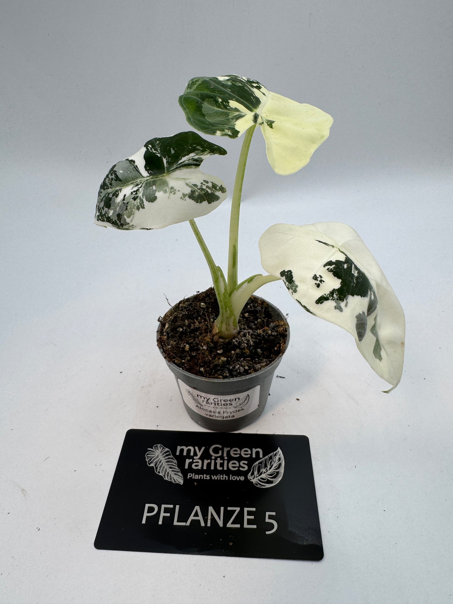 Alocasia Frydek variegata