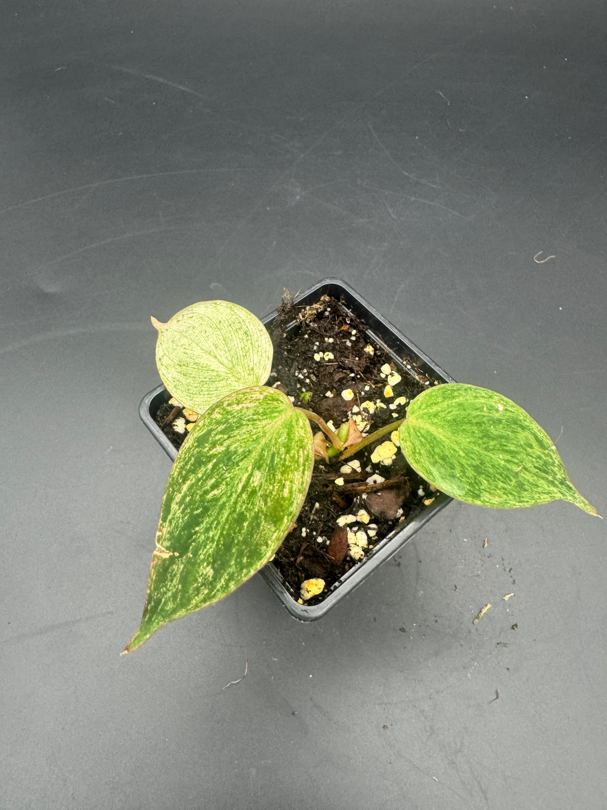 Philodendron micans pink Marble variegata