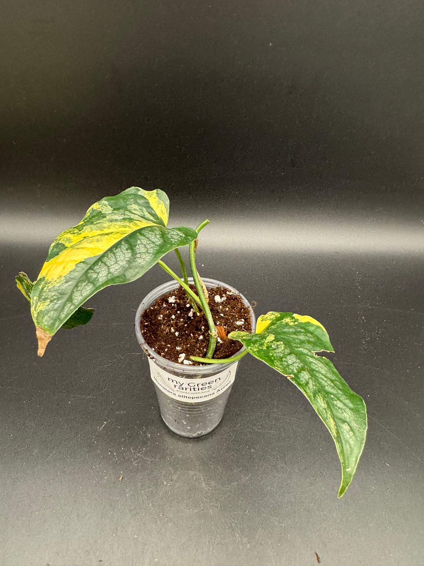 Monstera Siltepecana Aurea Basis