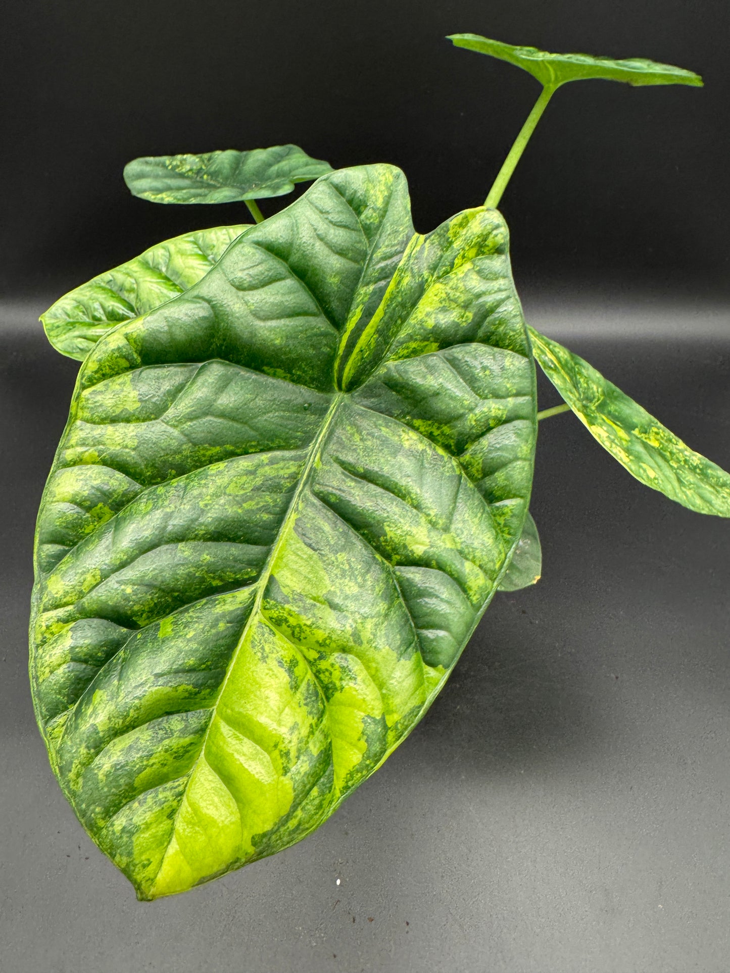 Alocasia sinuata aurea variegata
