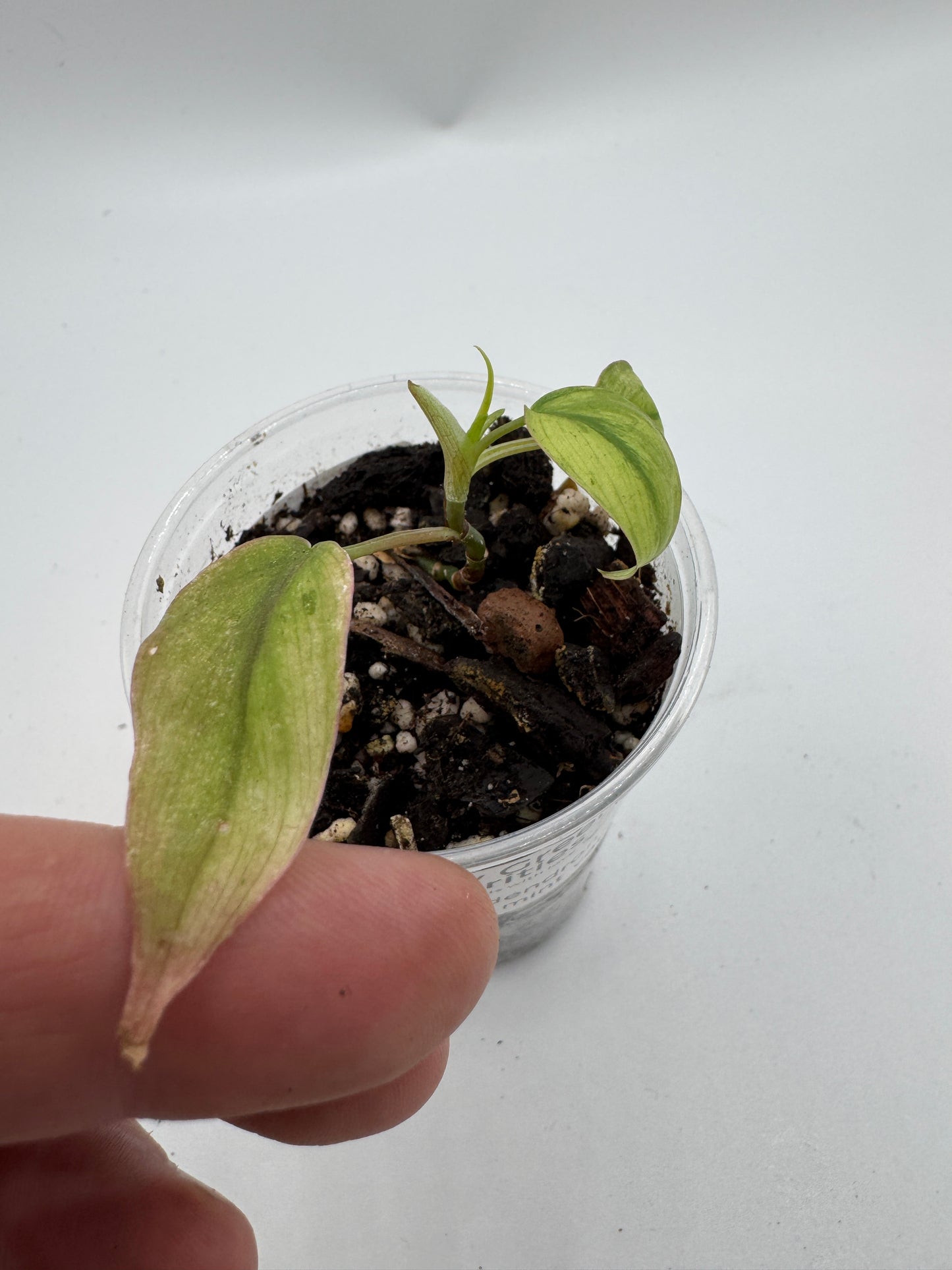 Philodendron Micans mint var.