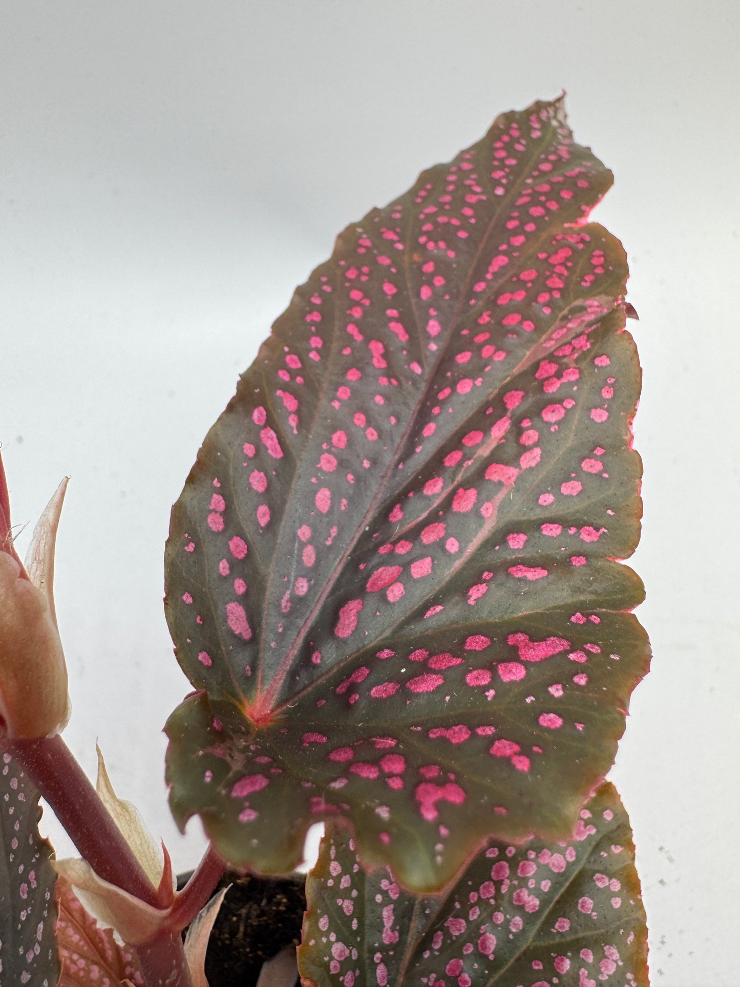Begonia Angel Wings Benigo pink