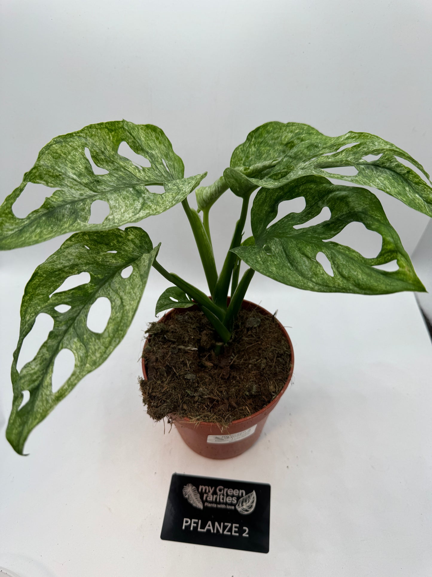 Monstera Adansonii mint