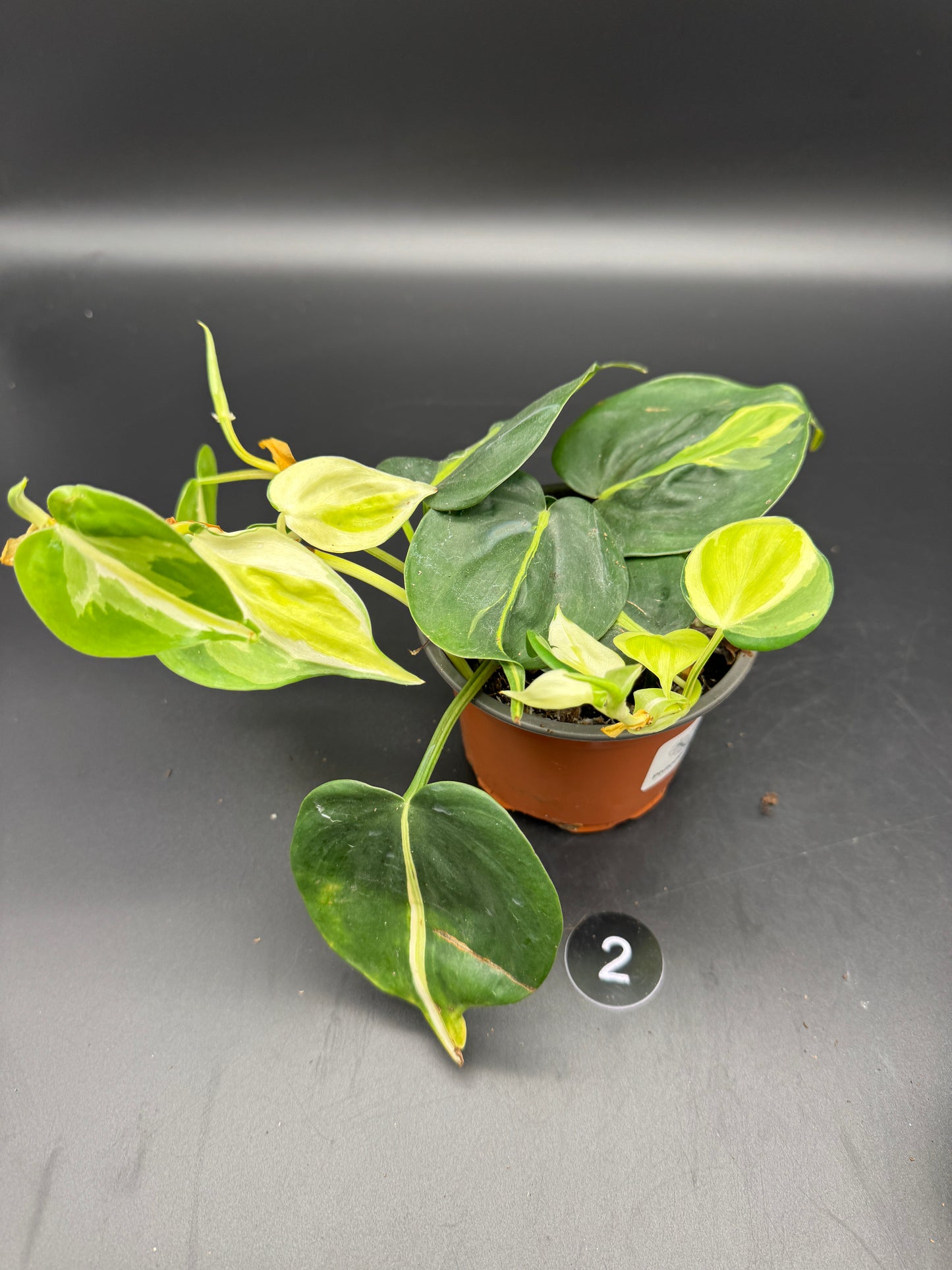 Philodendron Cream Splash