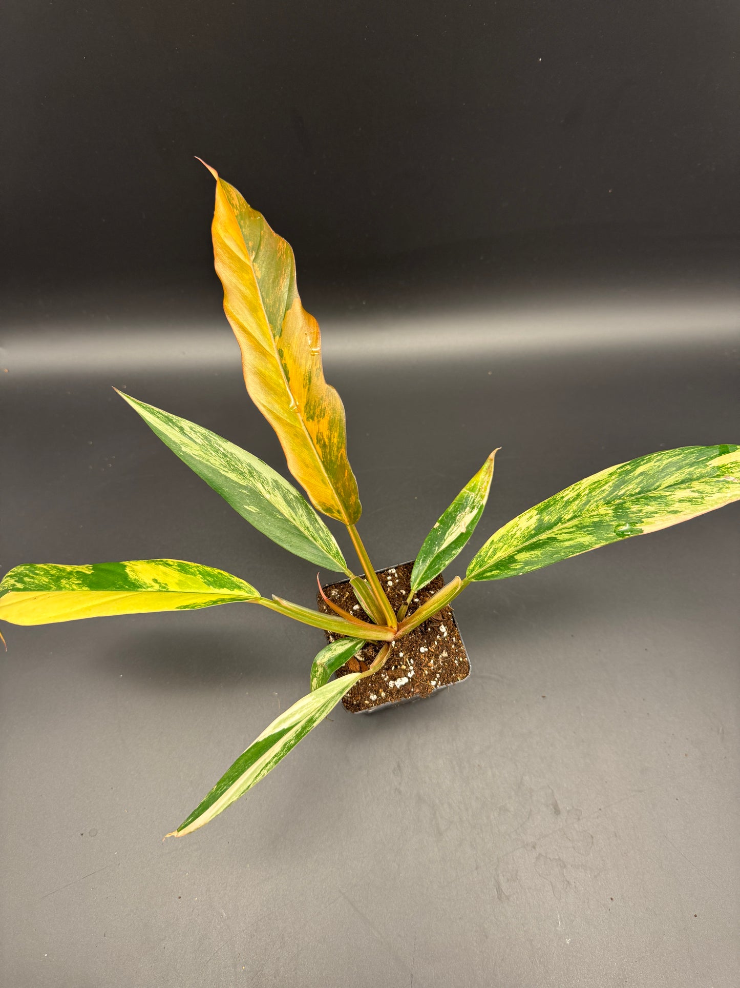 Philodendron caramel Marble variegata