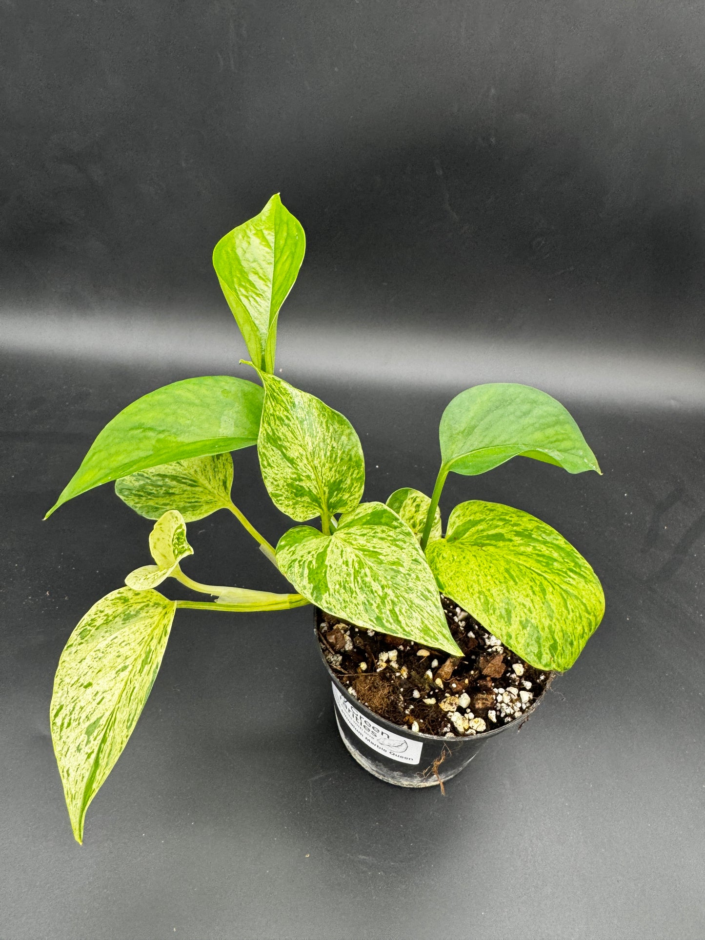 Epipremnum pinnatum Marble Queen