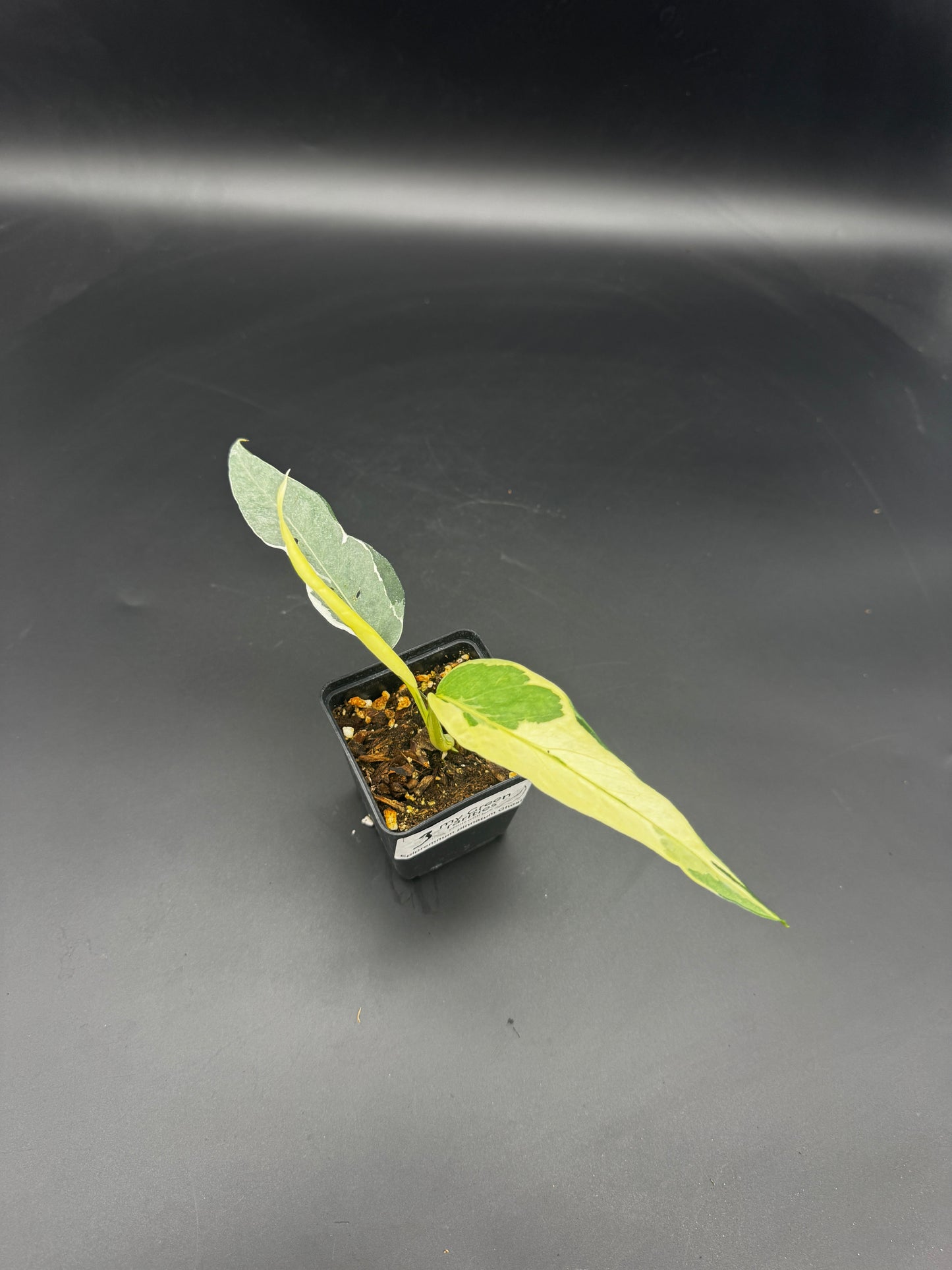 Epipremnum pinnatum Ghostie