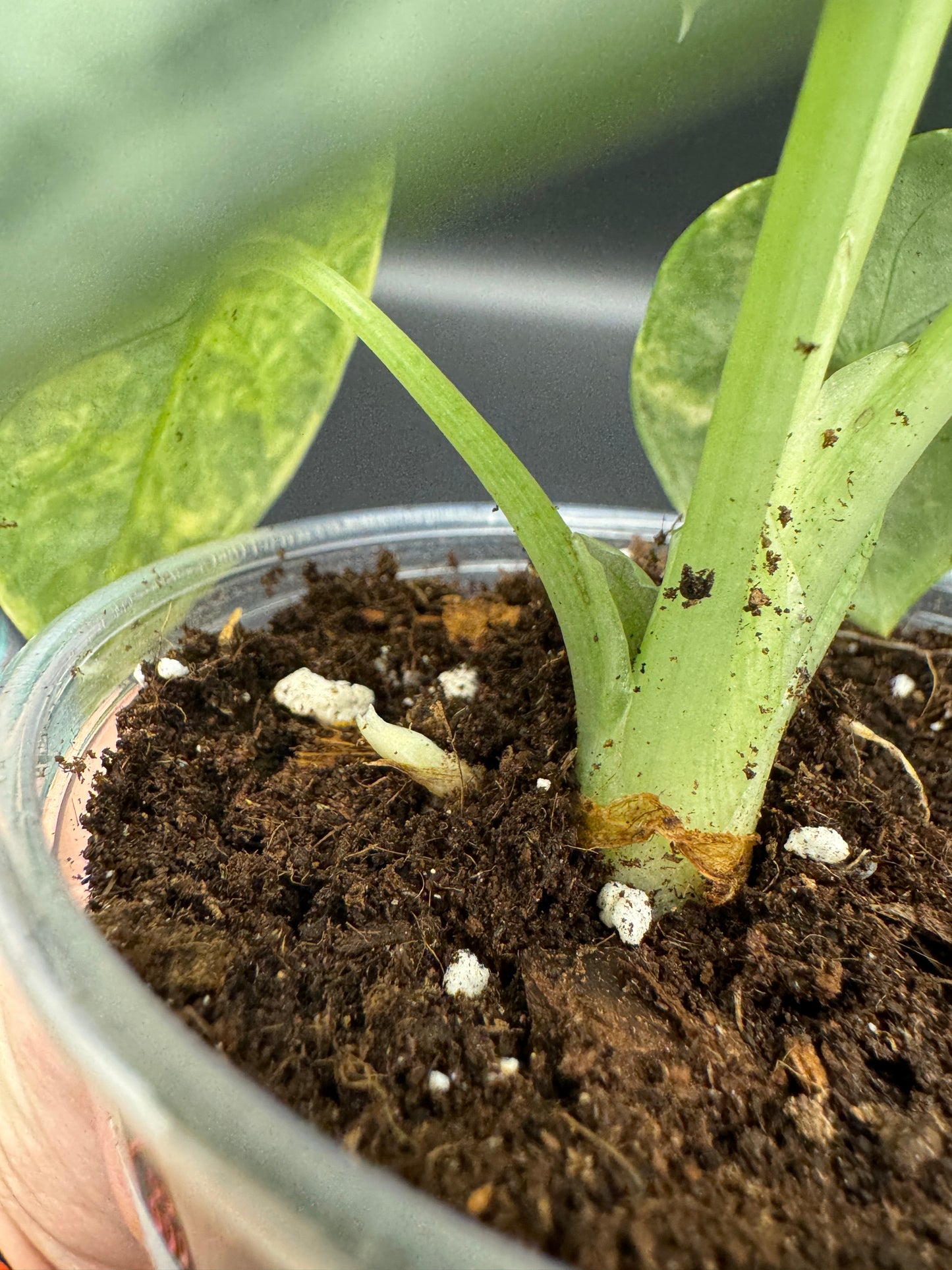 Alocasia melo aurea variegata mit mind. 1-2 Rhizomen