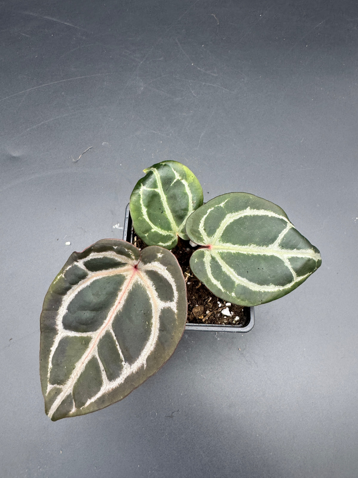 Anthurium Michelle x Michelle