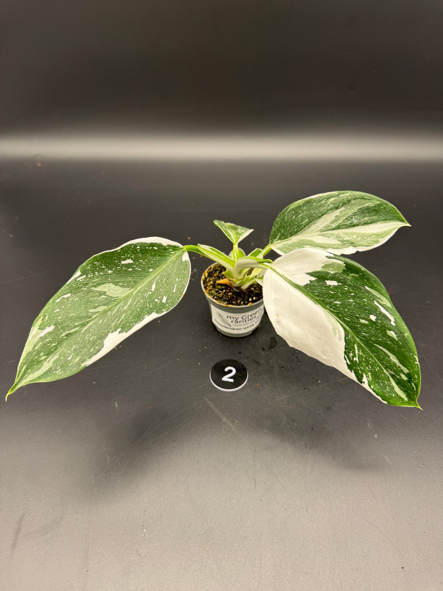Philodendron White wizard