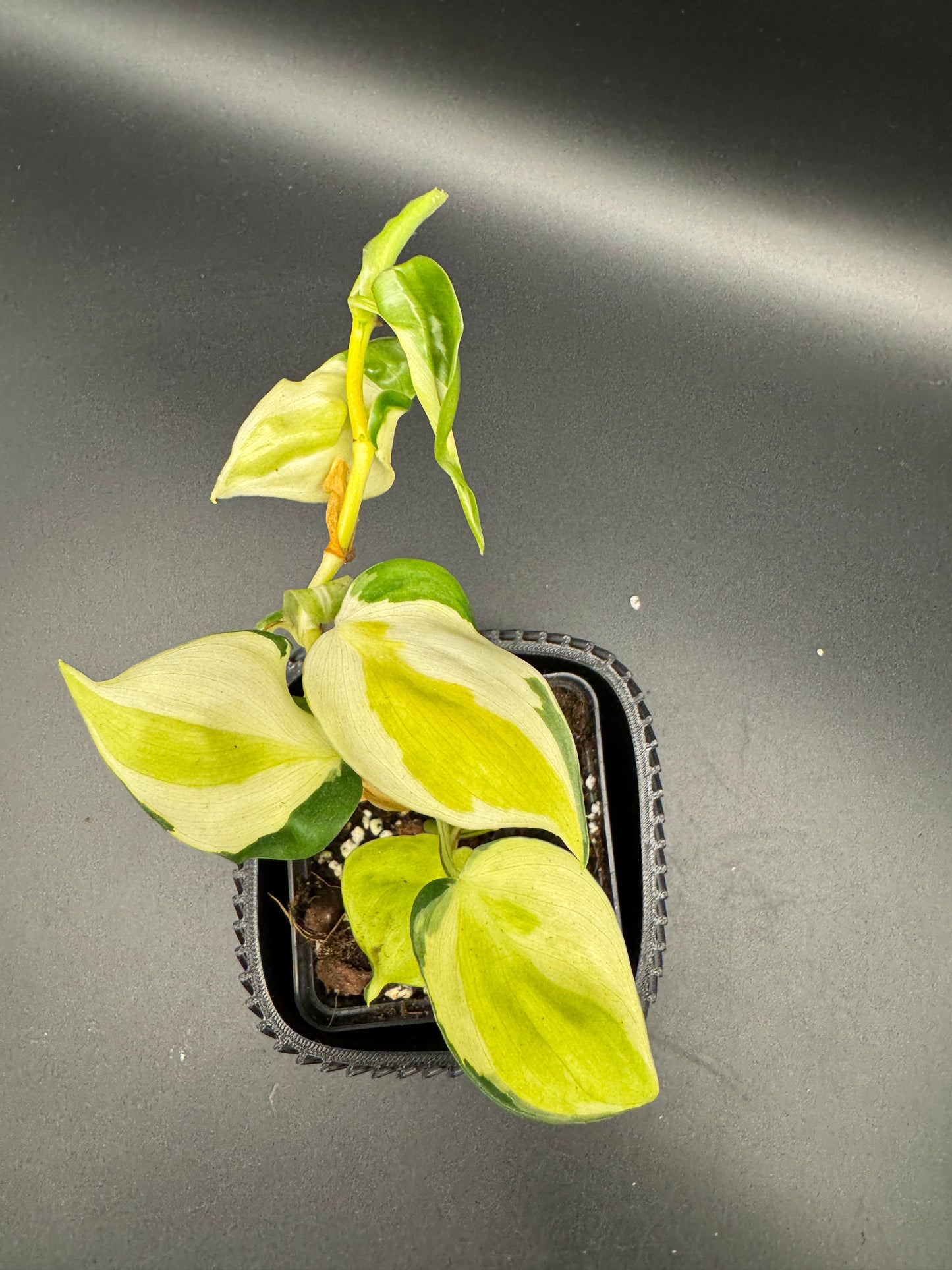 Philodendron hederaceum Gabby Sport