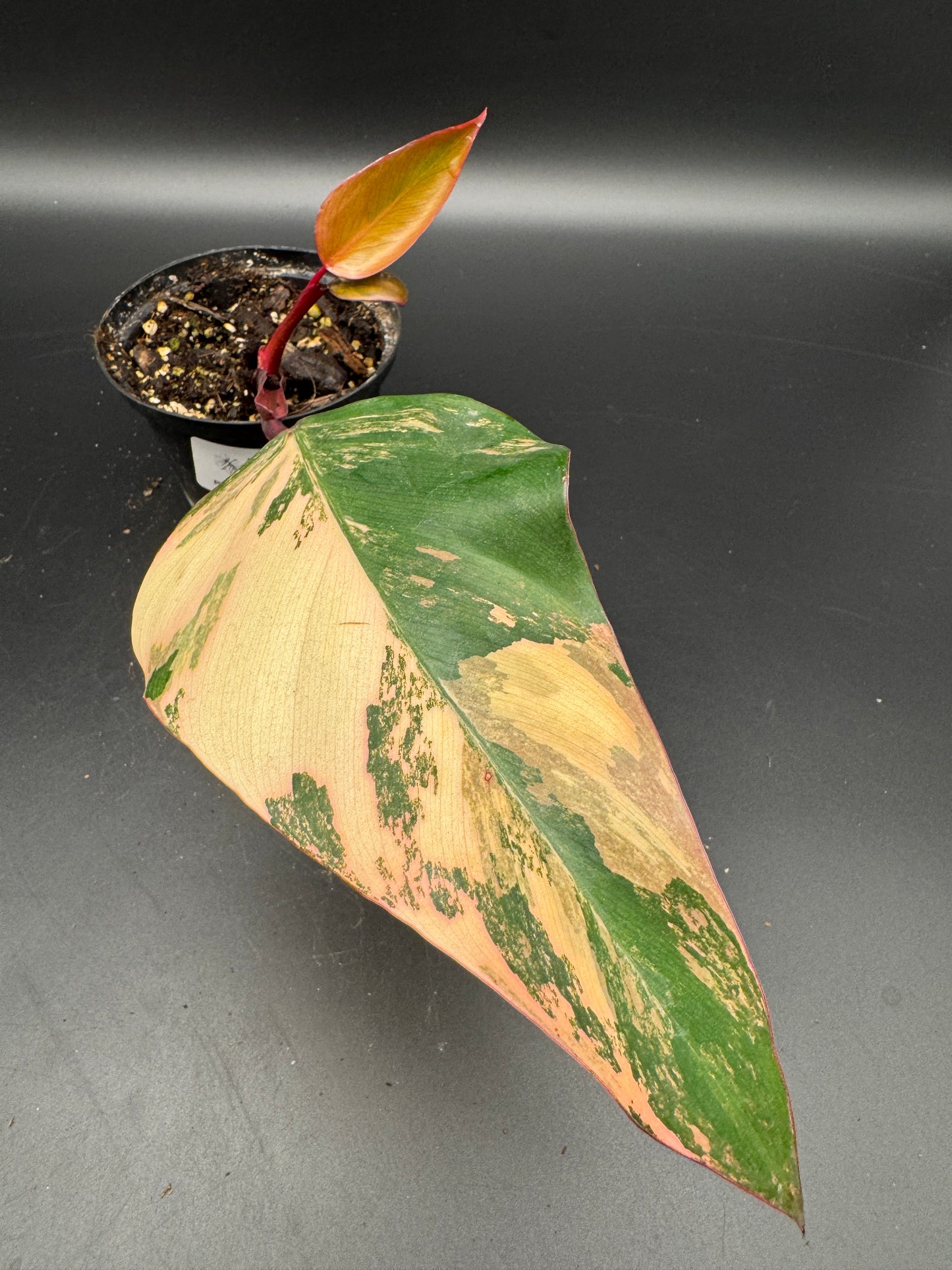 Philodendron strawberry Shake
