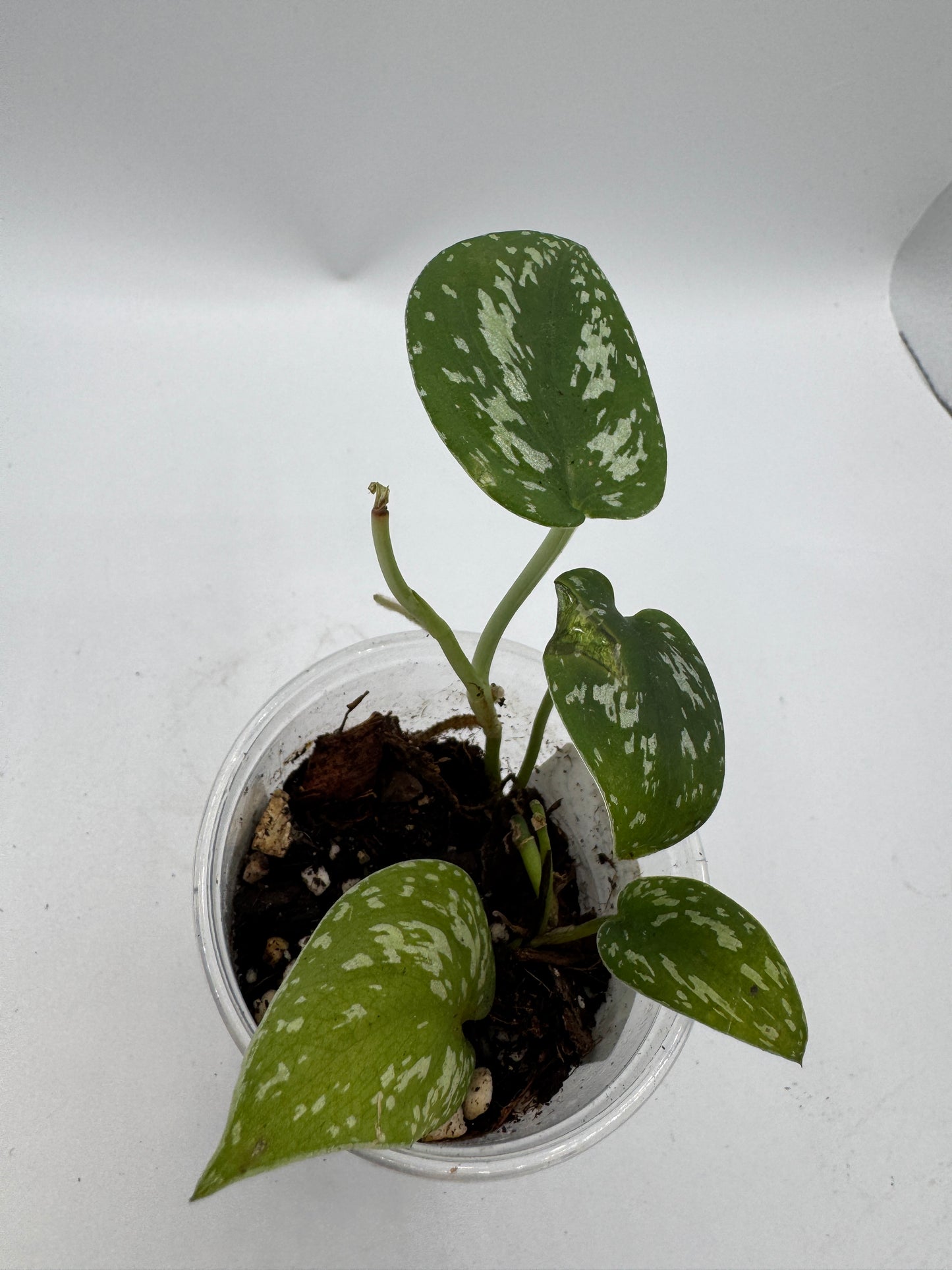 Scindapsus Tricolor sp Borneo