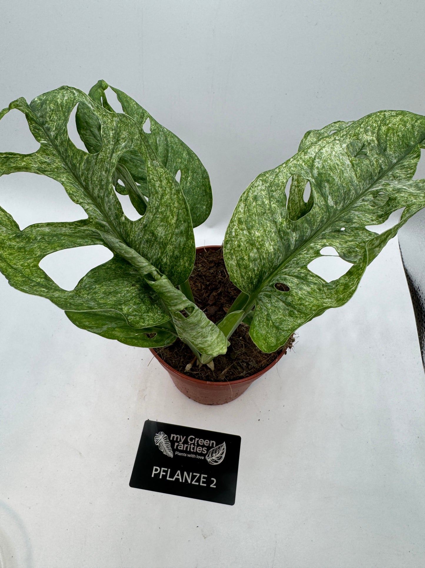 Monstera Adansonii mint