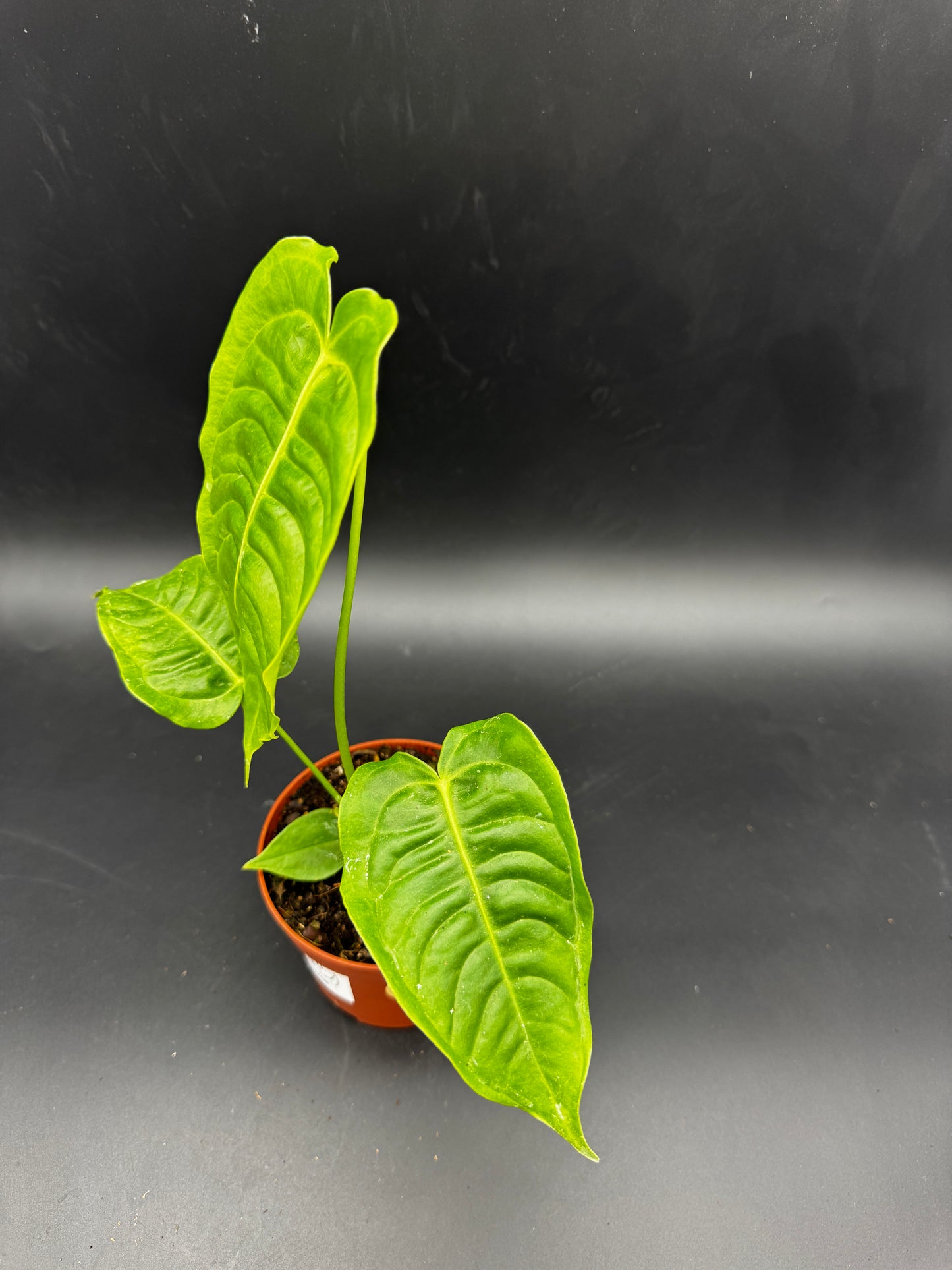 Anthurium Veitchii