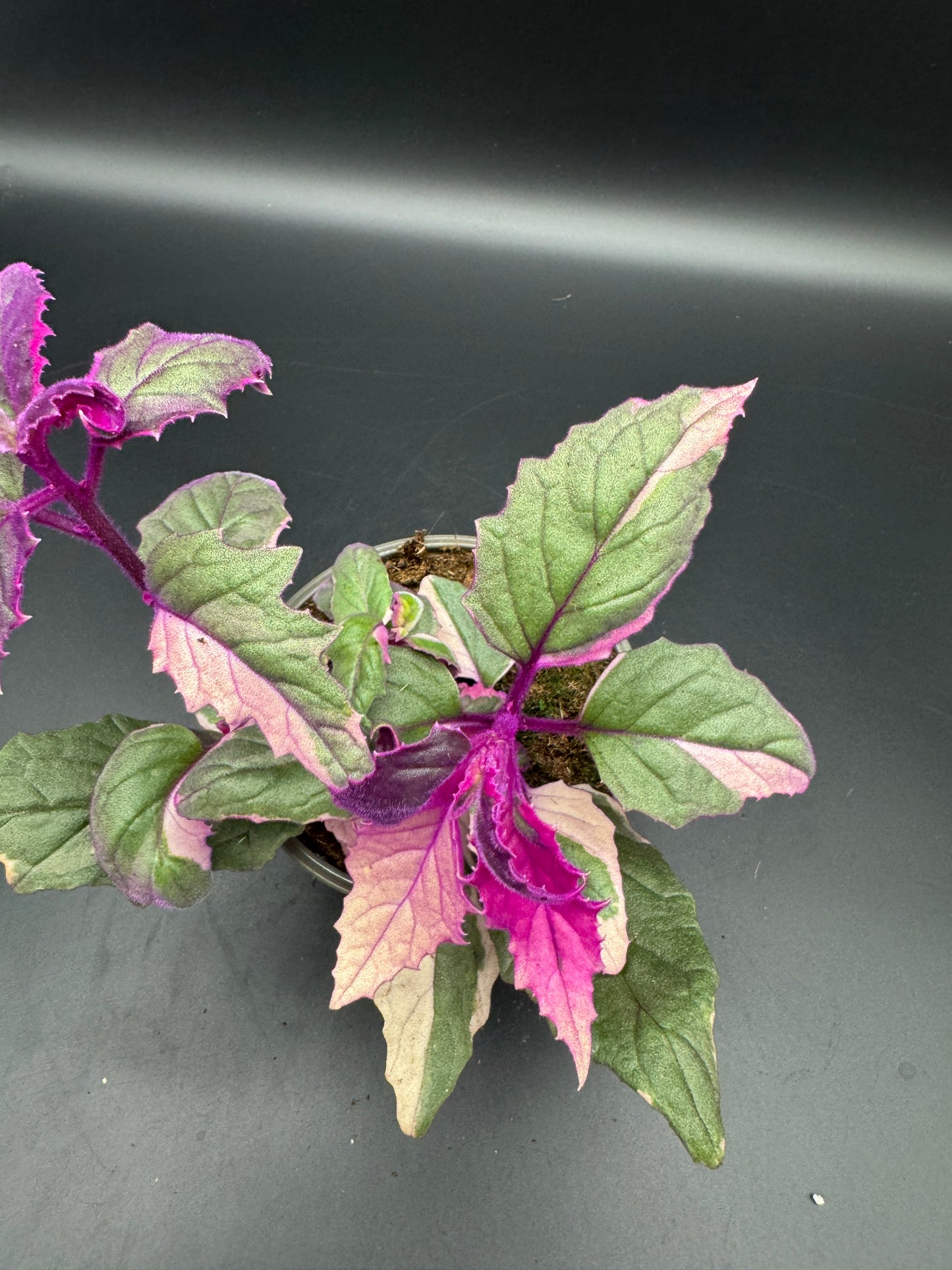 Gynura variegata