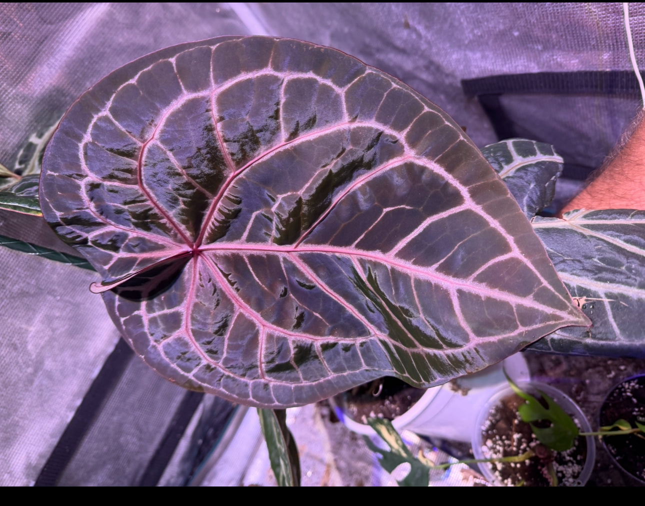 Anthurium Michelle x Michelle Seeds bereits am austreiben
