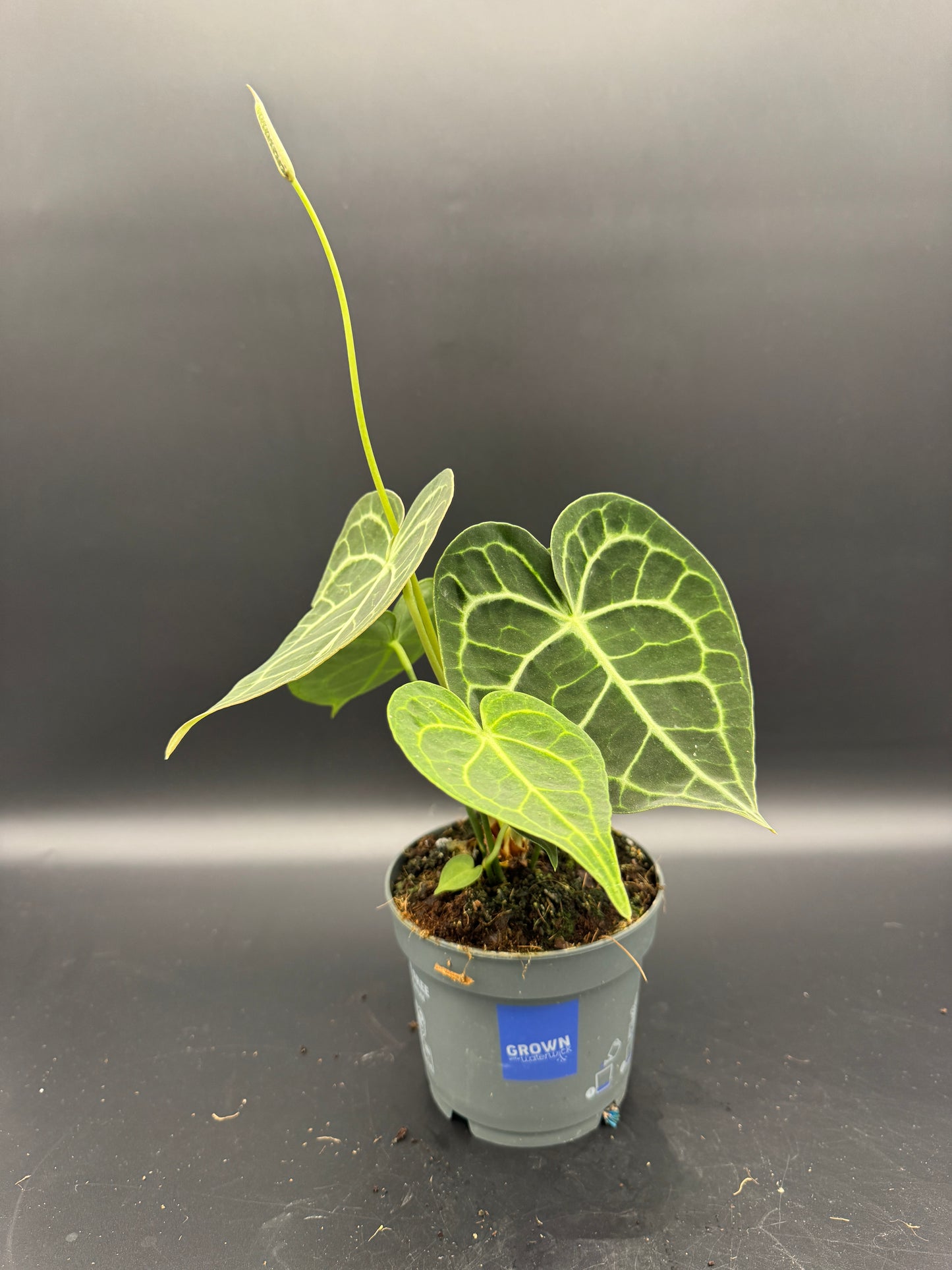 Anthurium clarinervium