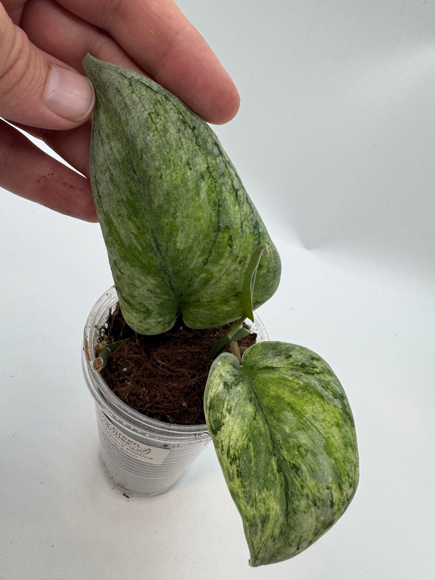 Scindapsus exotica Hologram
