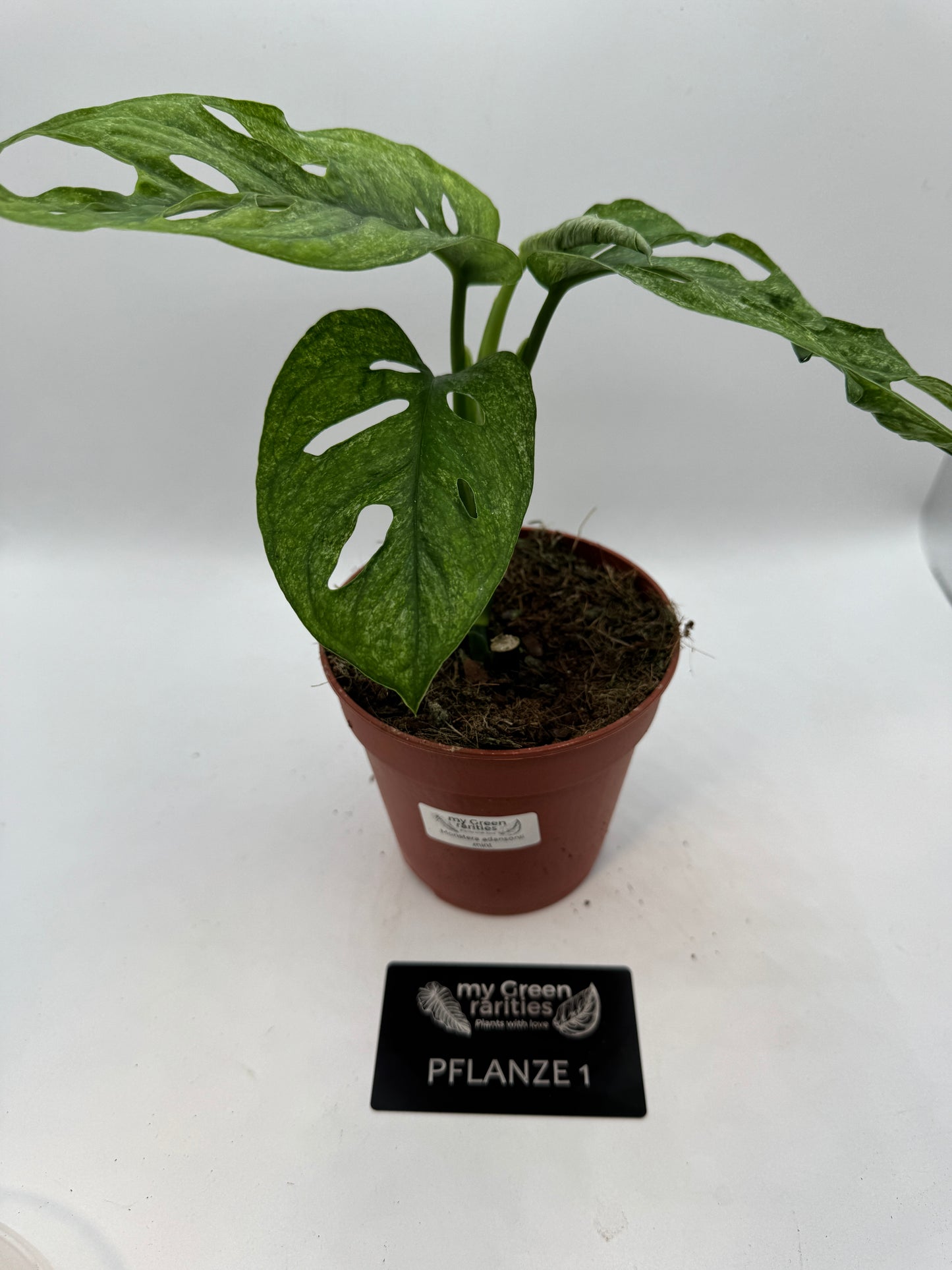 Monstera Adansonii mint