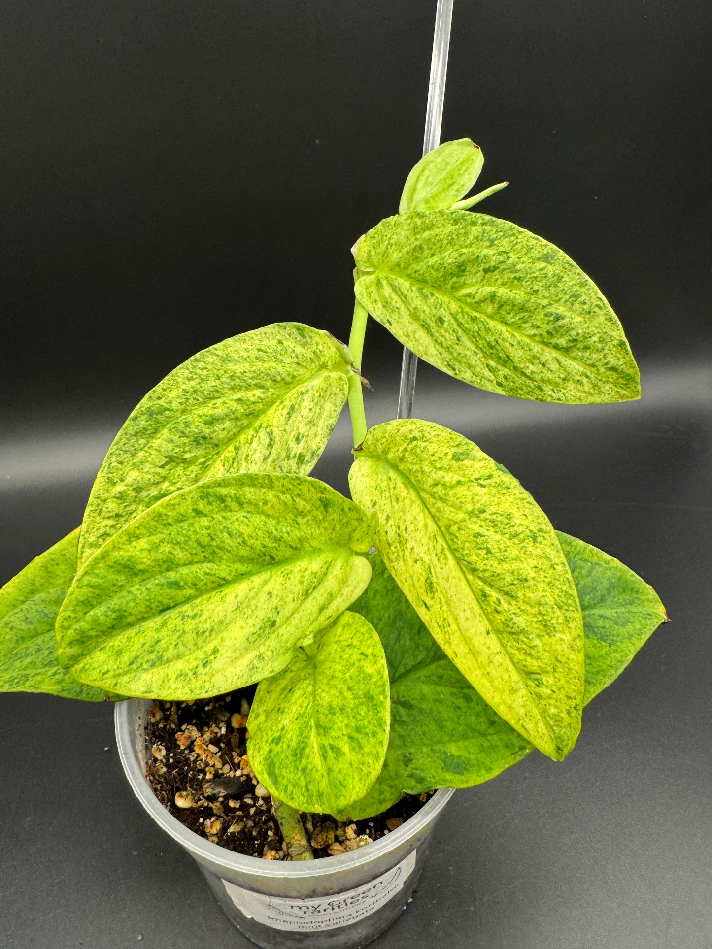 Rhaphidophora Korthalsii (aurea)mint variegata