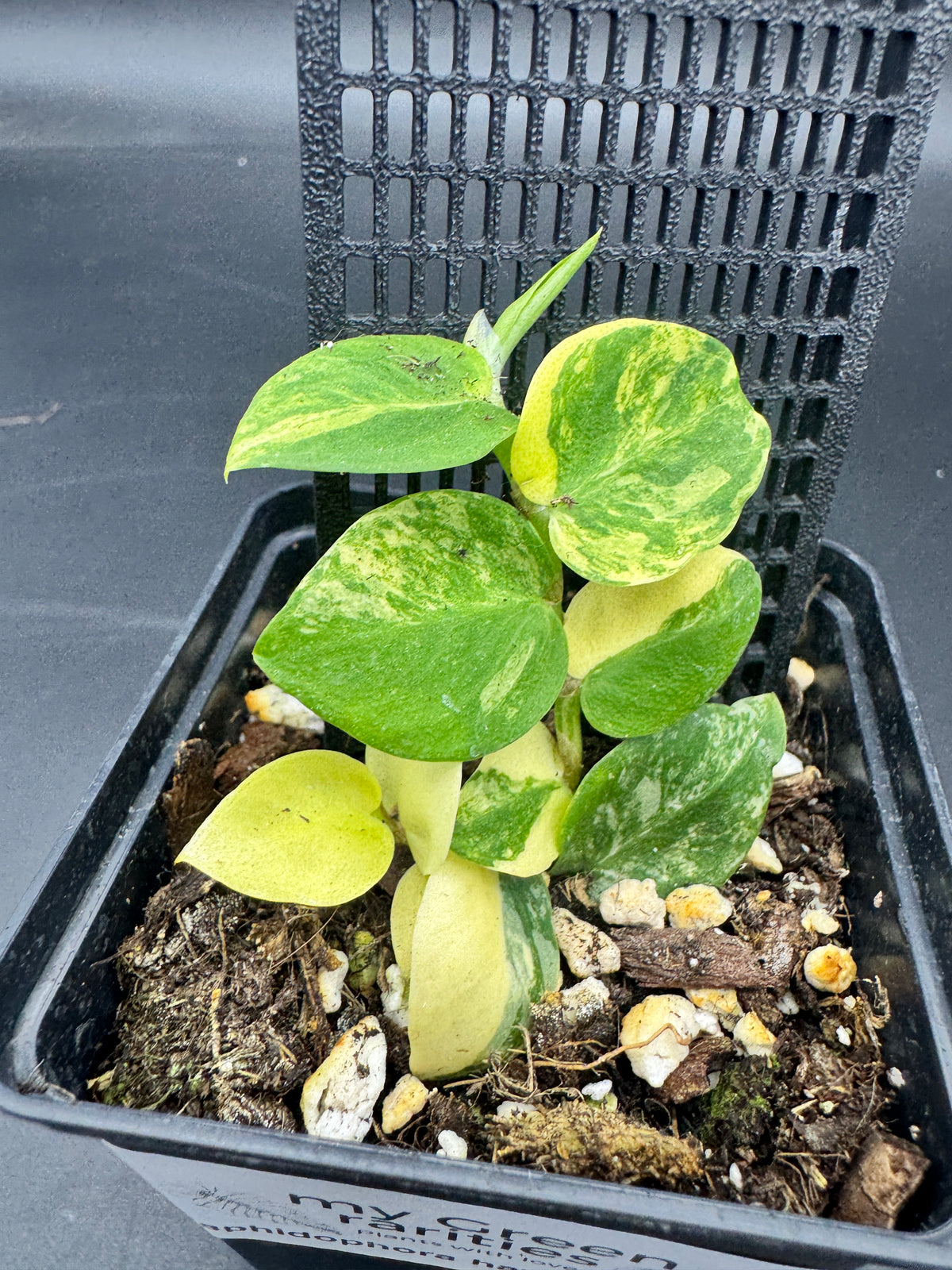 Rhabarber Hayi variegata
