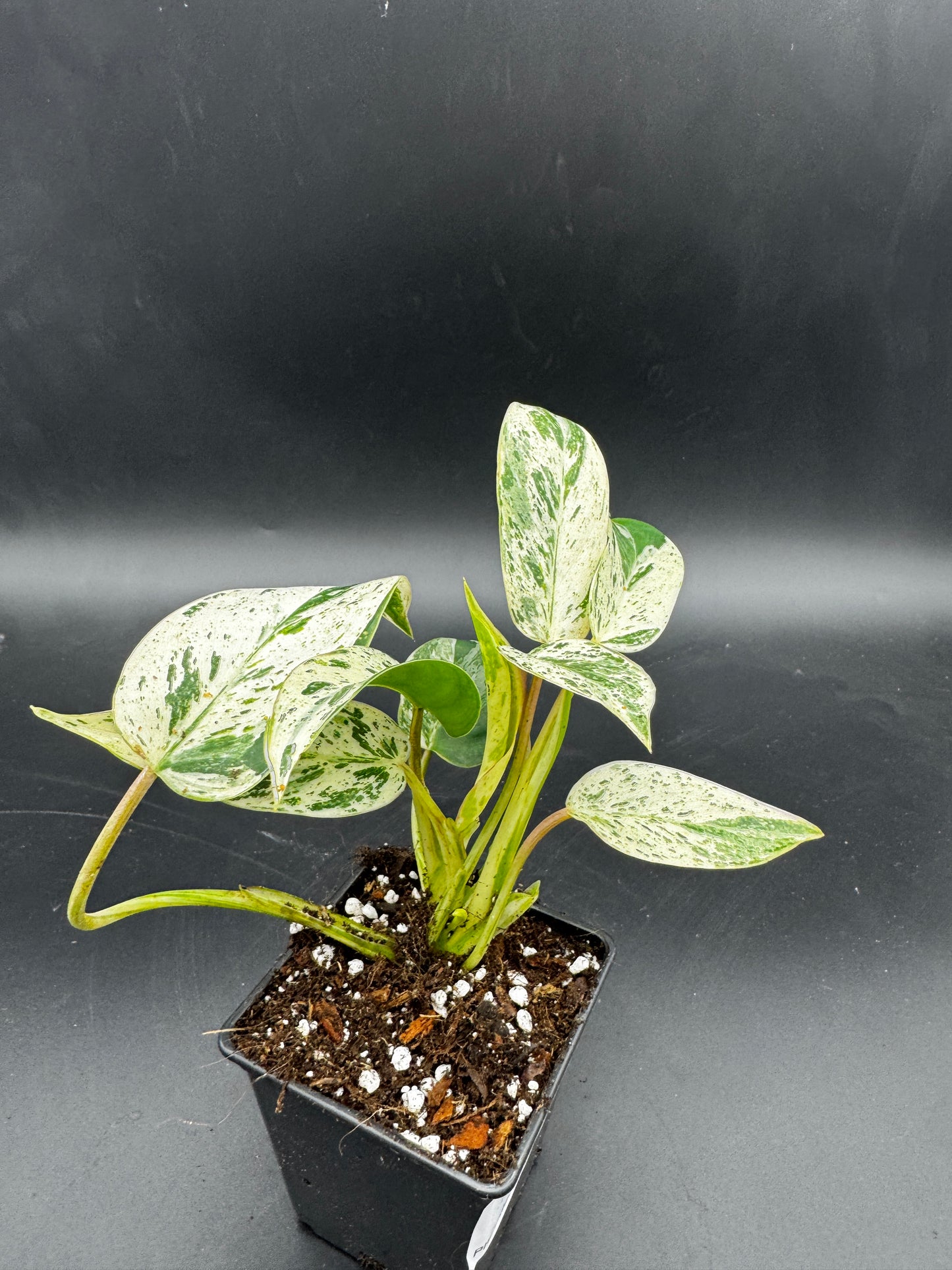 Philodendron Emerald Queen Varia