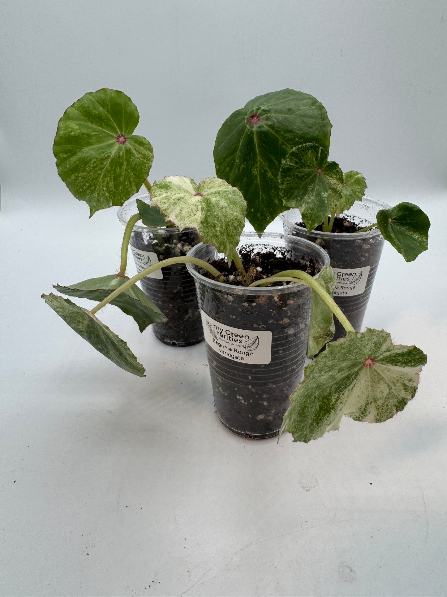 Begonia Rouge variegata