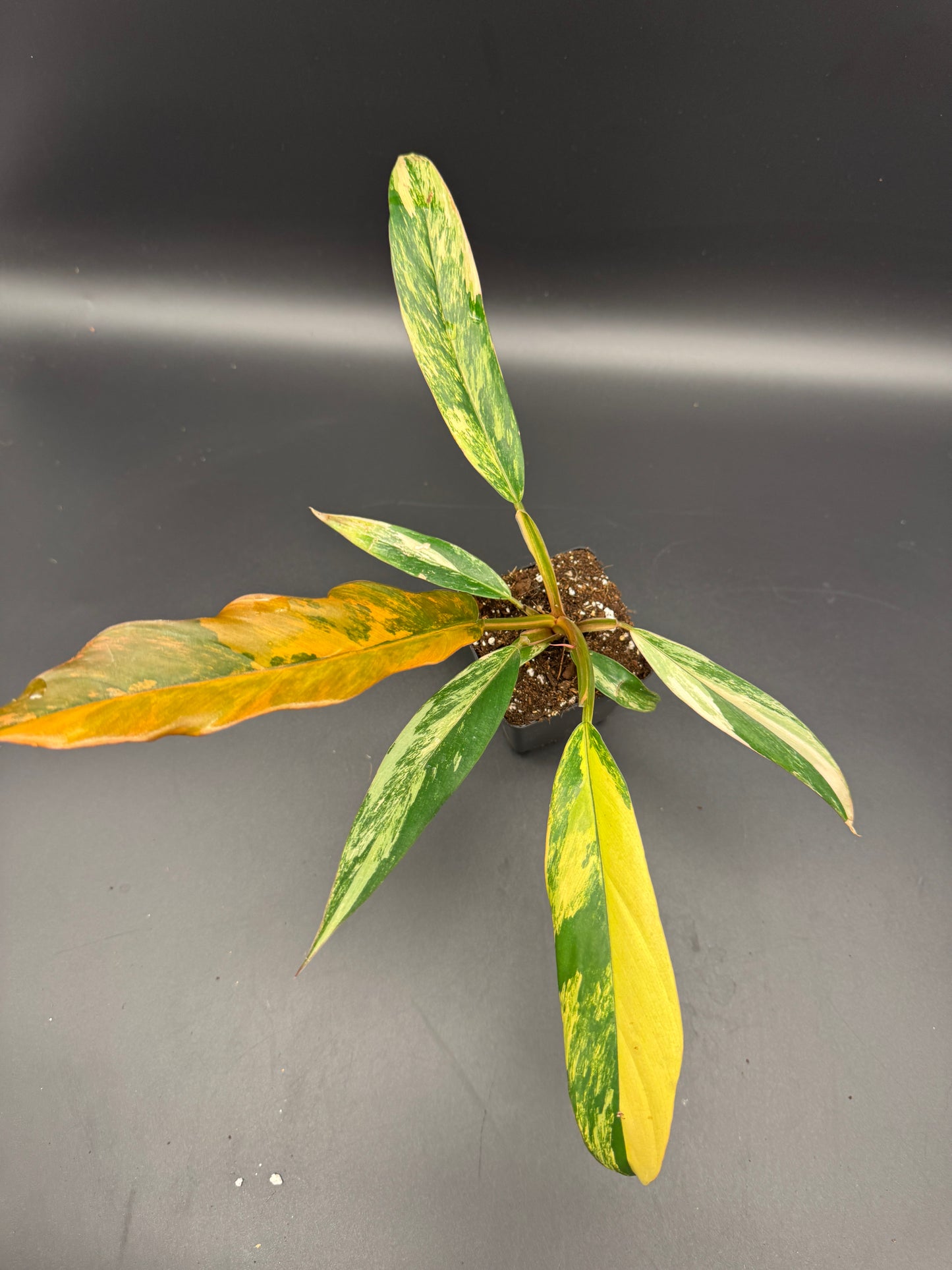 Philodendron caramel Marble variegata