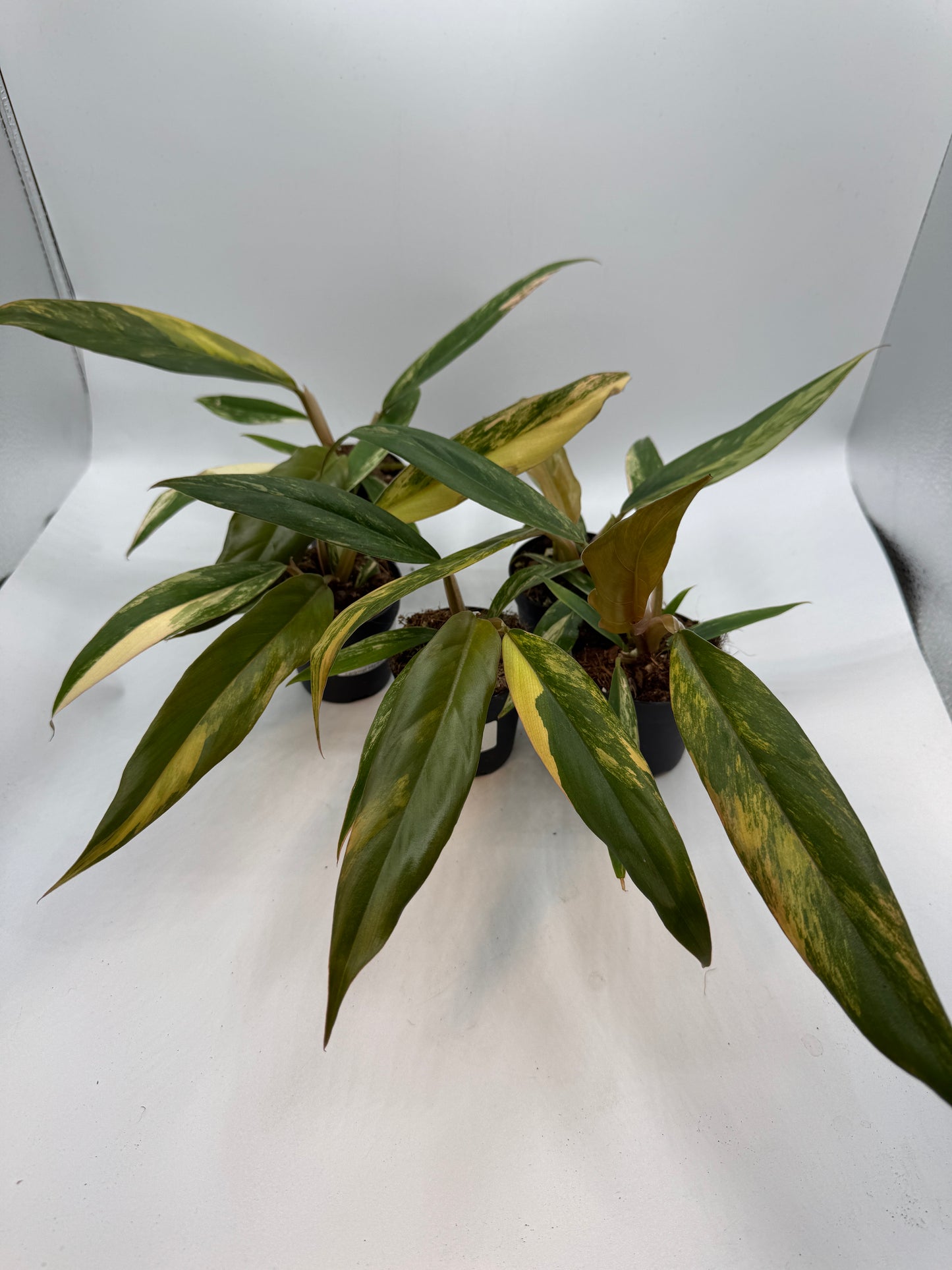 Philodendron caramel Marble variegata