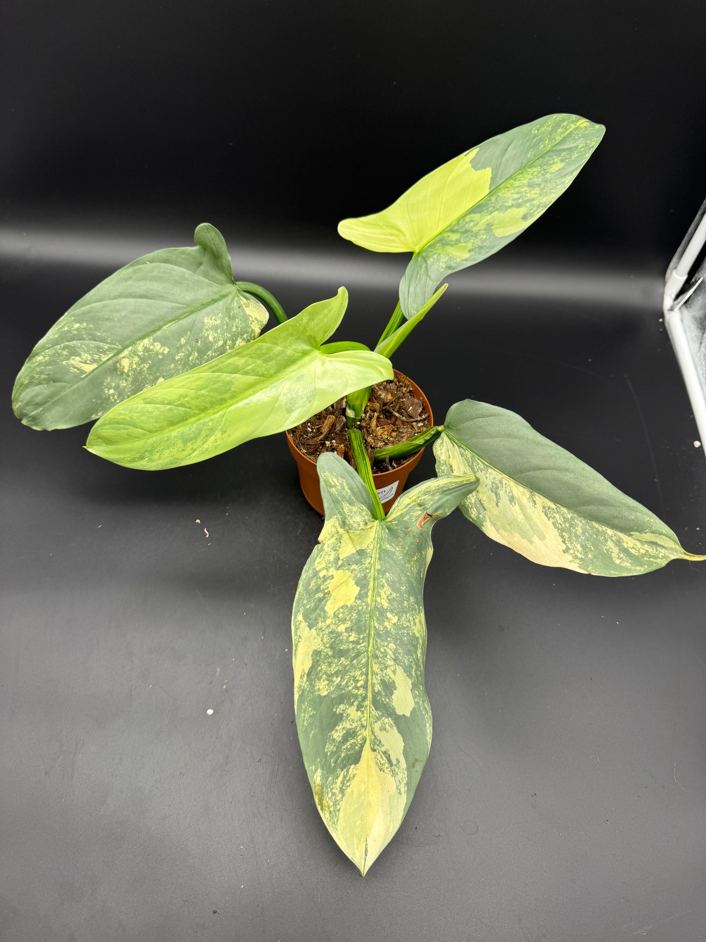 Philodendron Silver Sword variegata