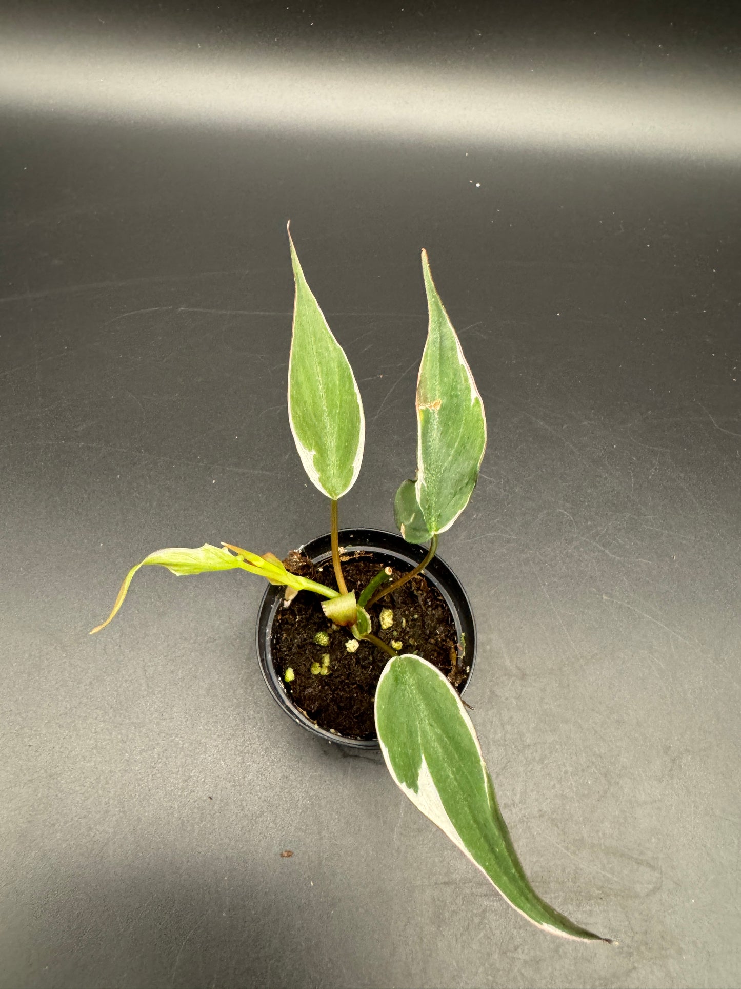 Philodendron micans velvet halo variegata