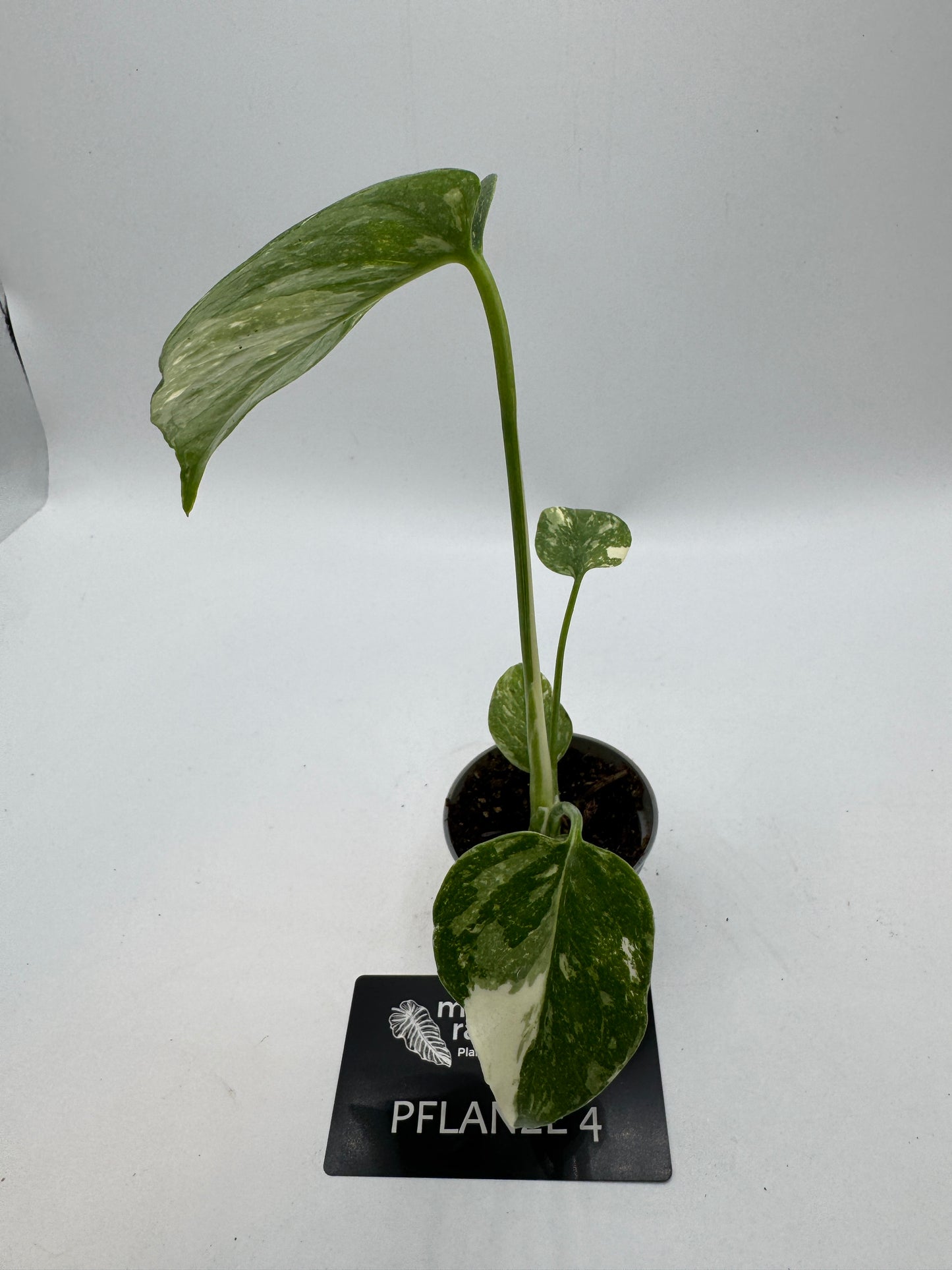 Monstera Thai constelation