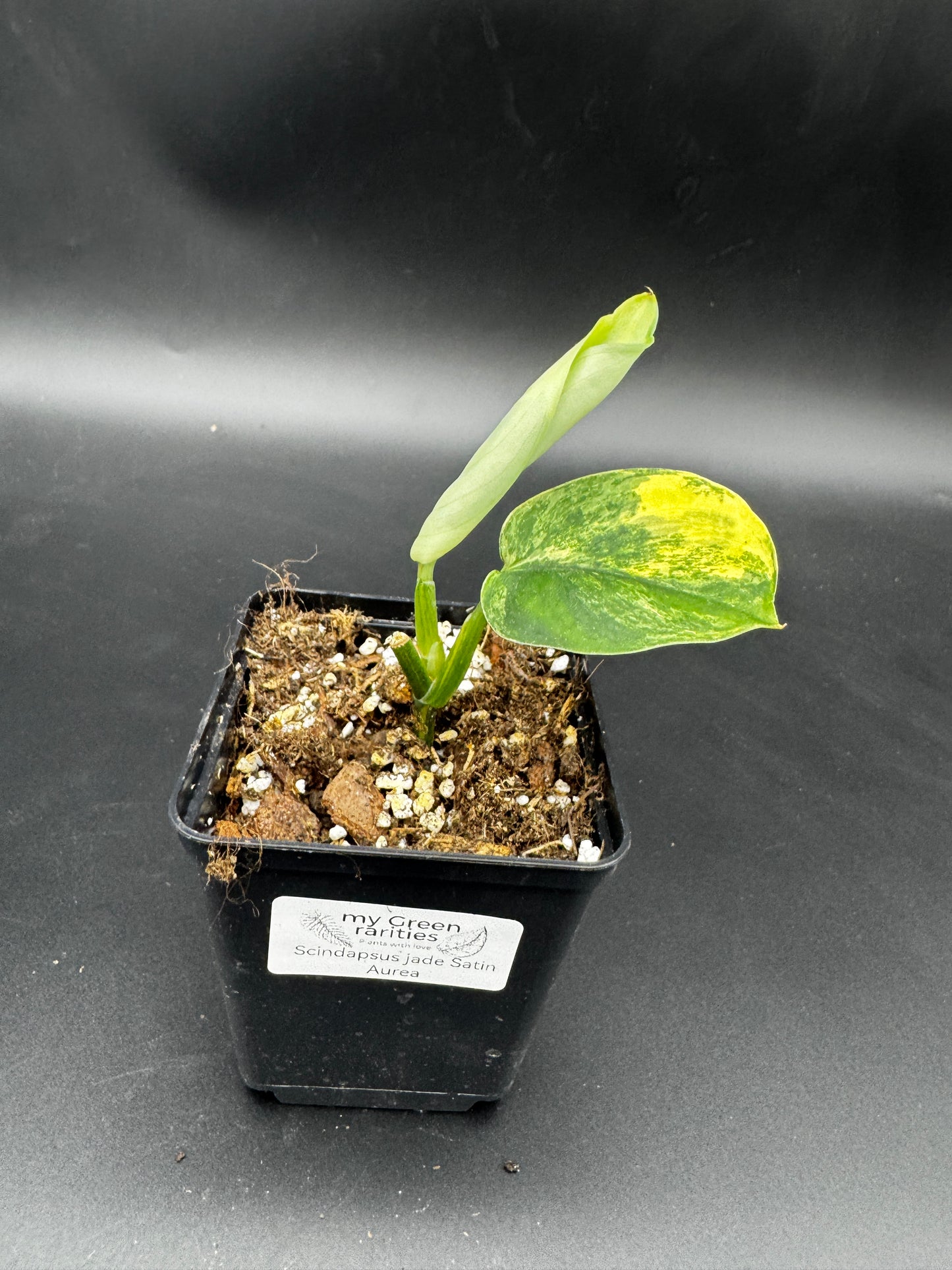 Scindapsus Jade Satin Aurea variegata