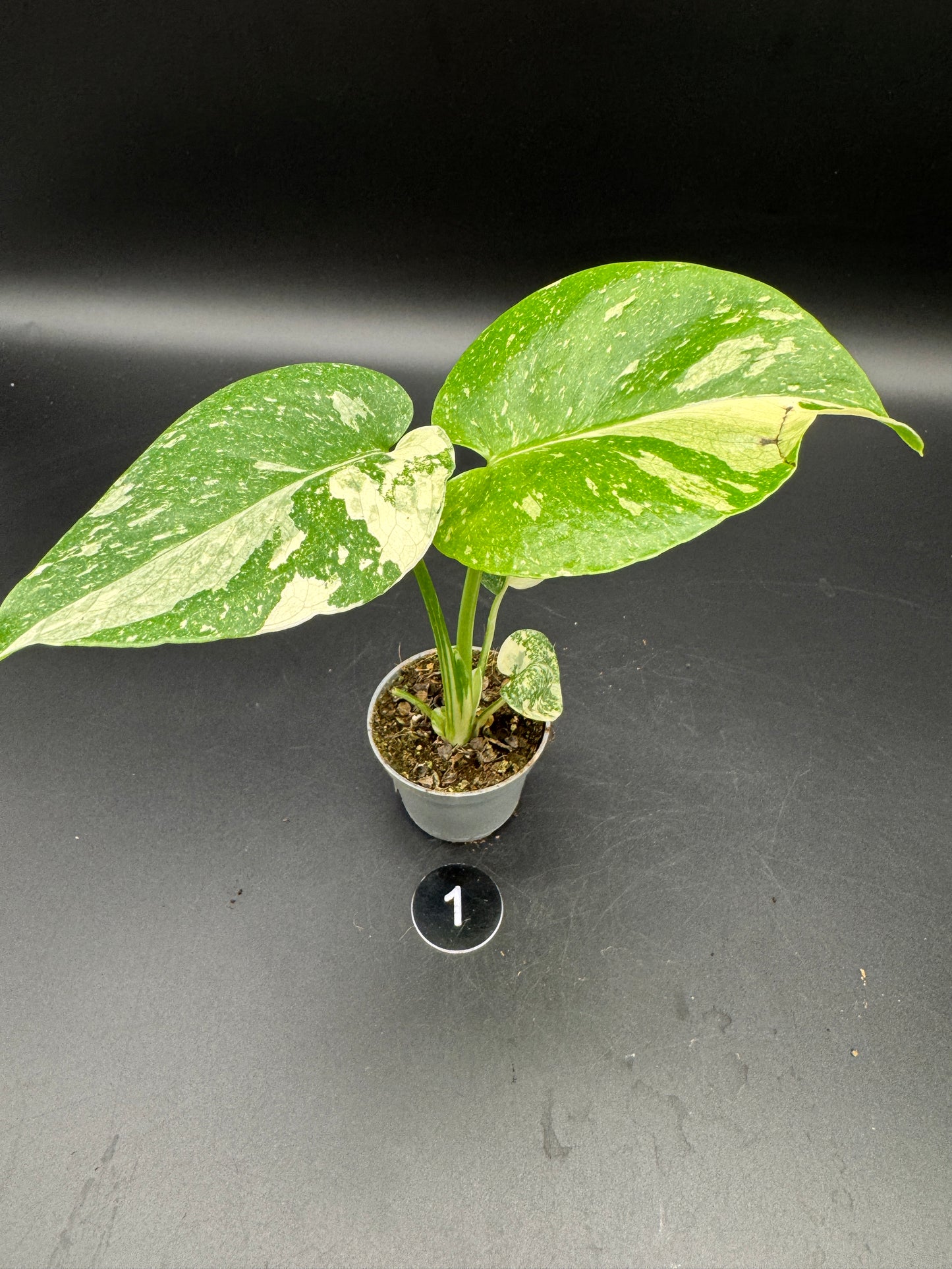 Monstera Thai constelation