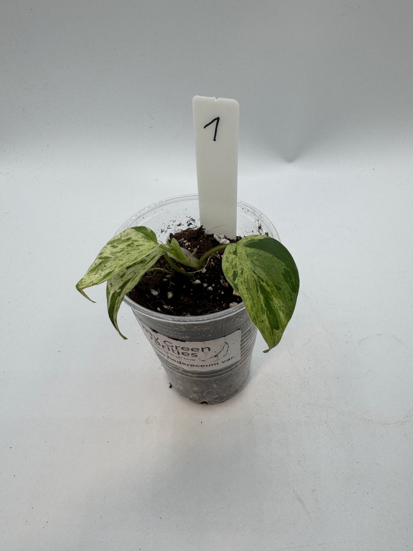 Philodendron hederaceum variegata