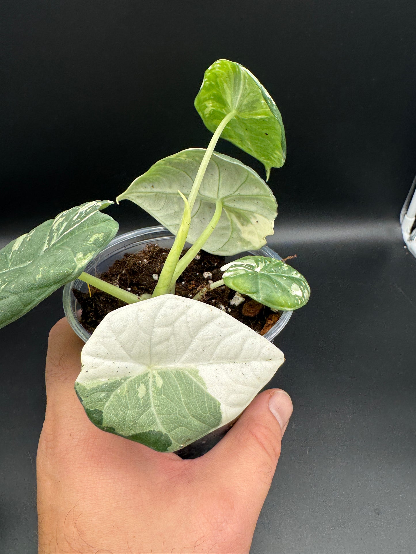 Alocasia maharani albo variegata
