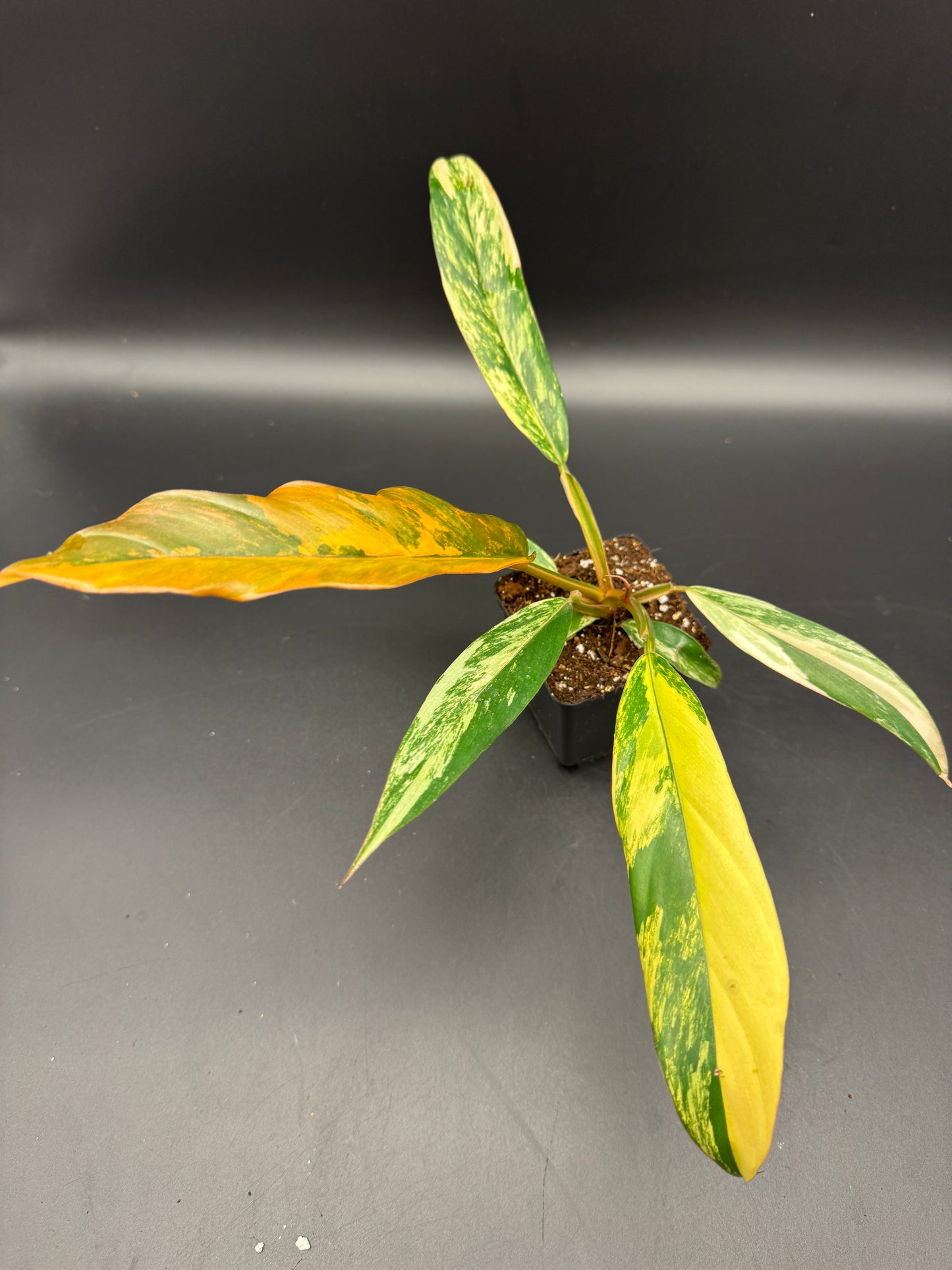 Philodendron caramel Marble variegata