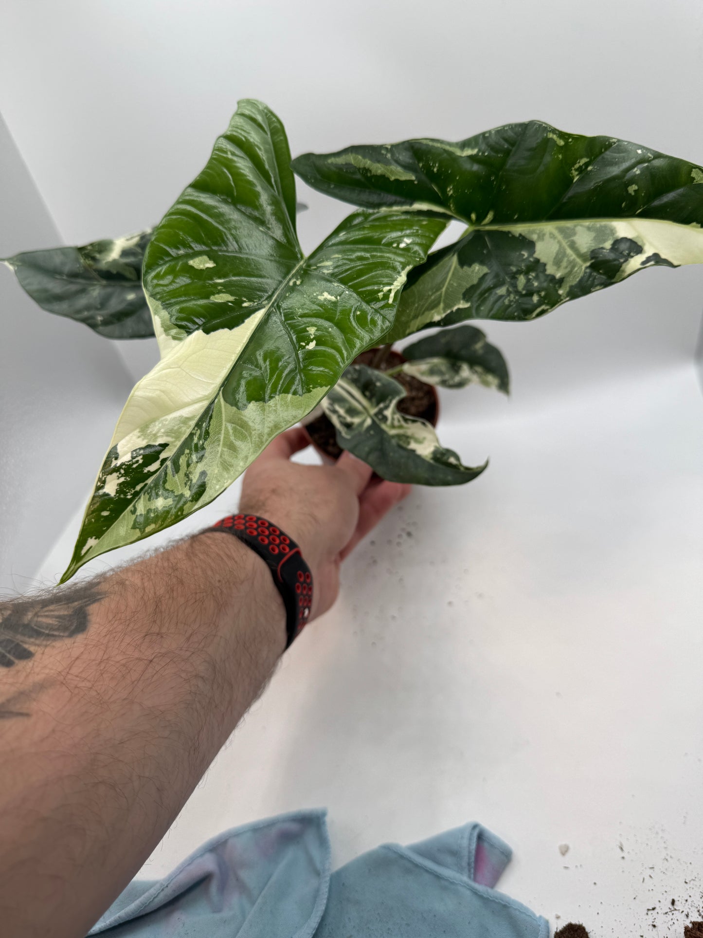 Alocasia simpo albo variegata