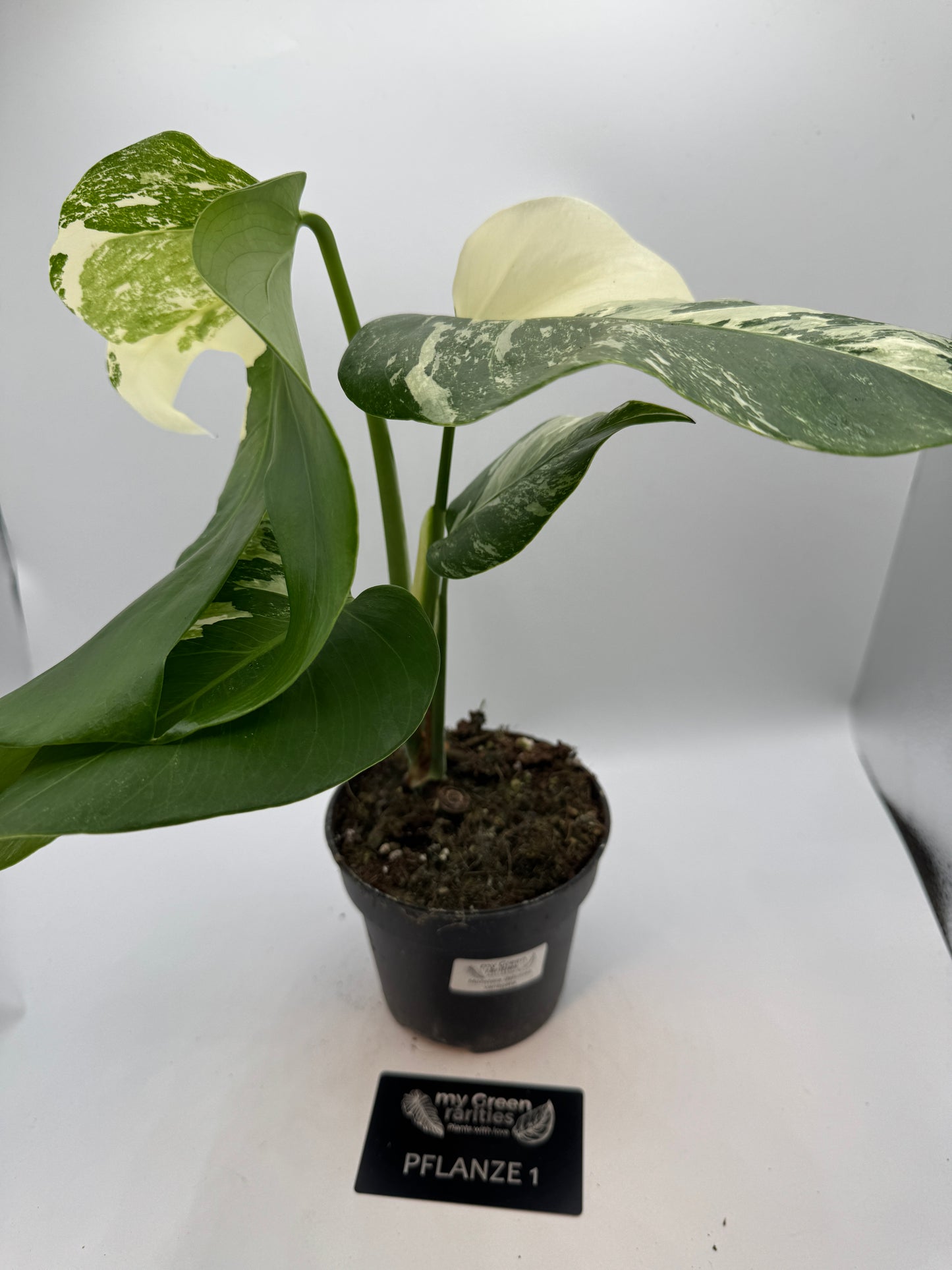 Monstera deliciosa variegata