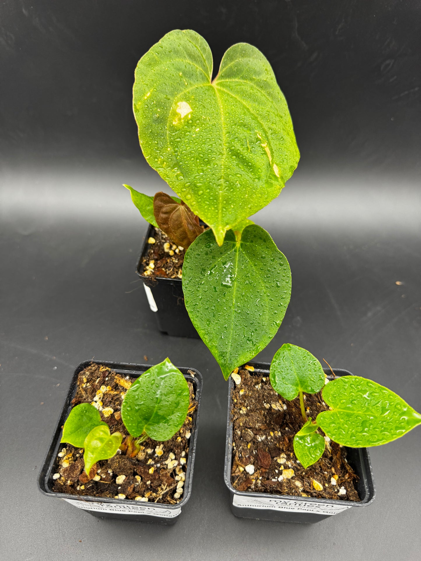 Anthurium Blue Papi X Goliath