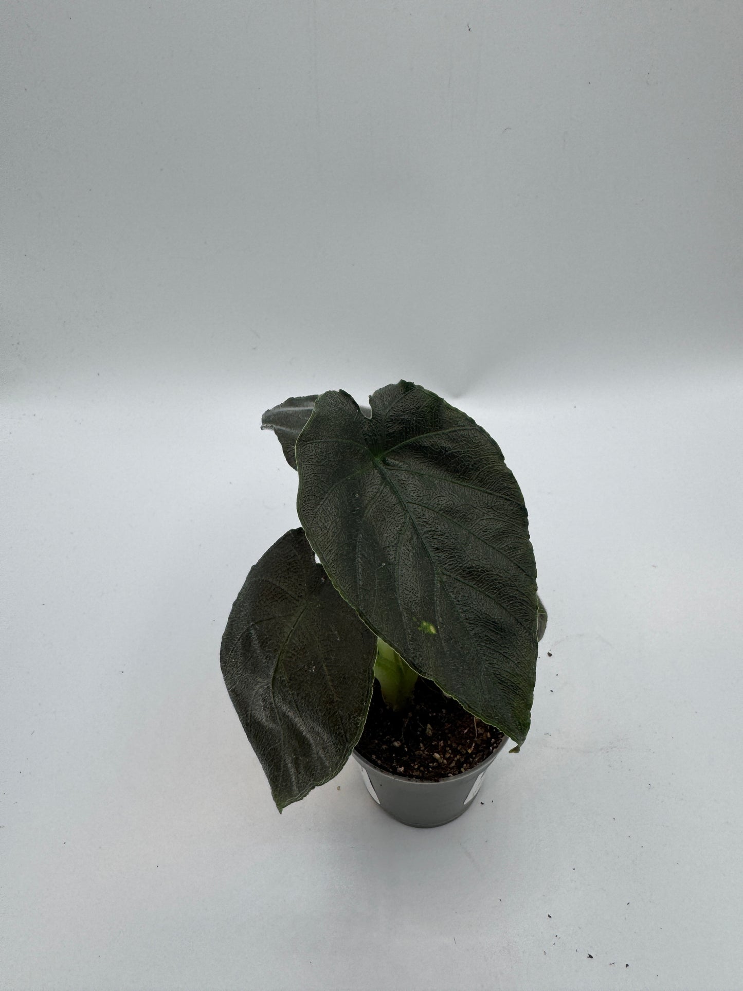 Alocasia antorro velvet