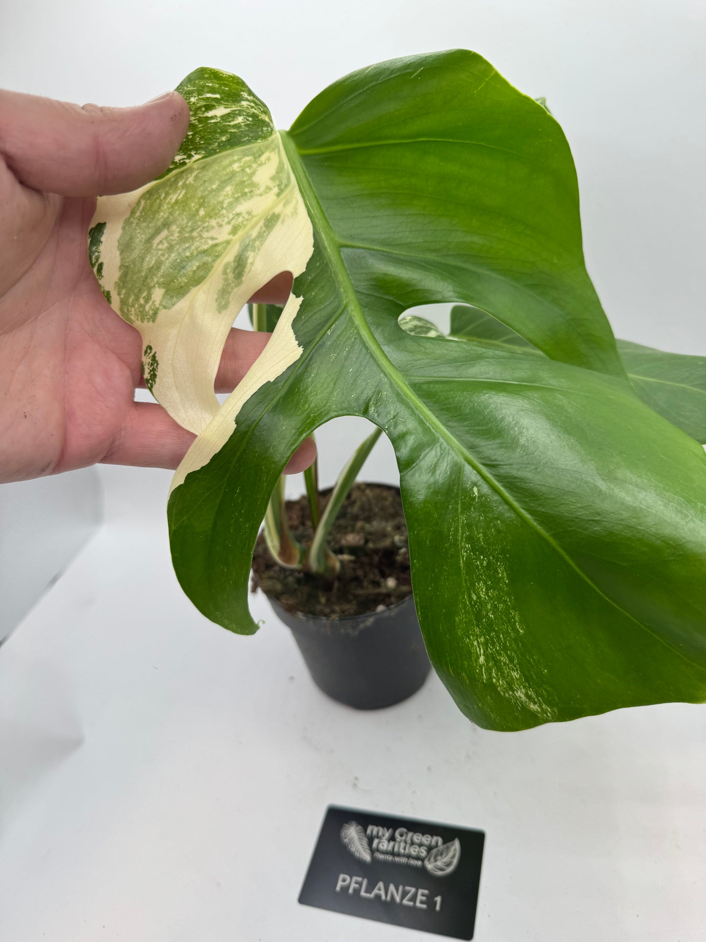 Monstera deliciosa variegata