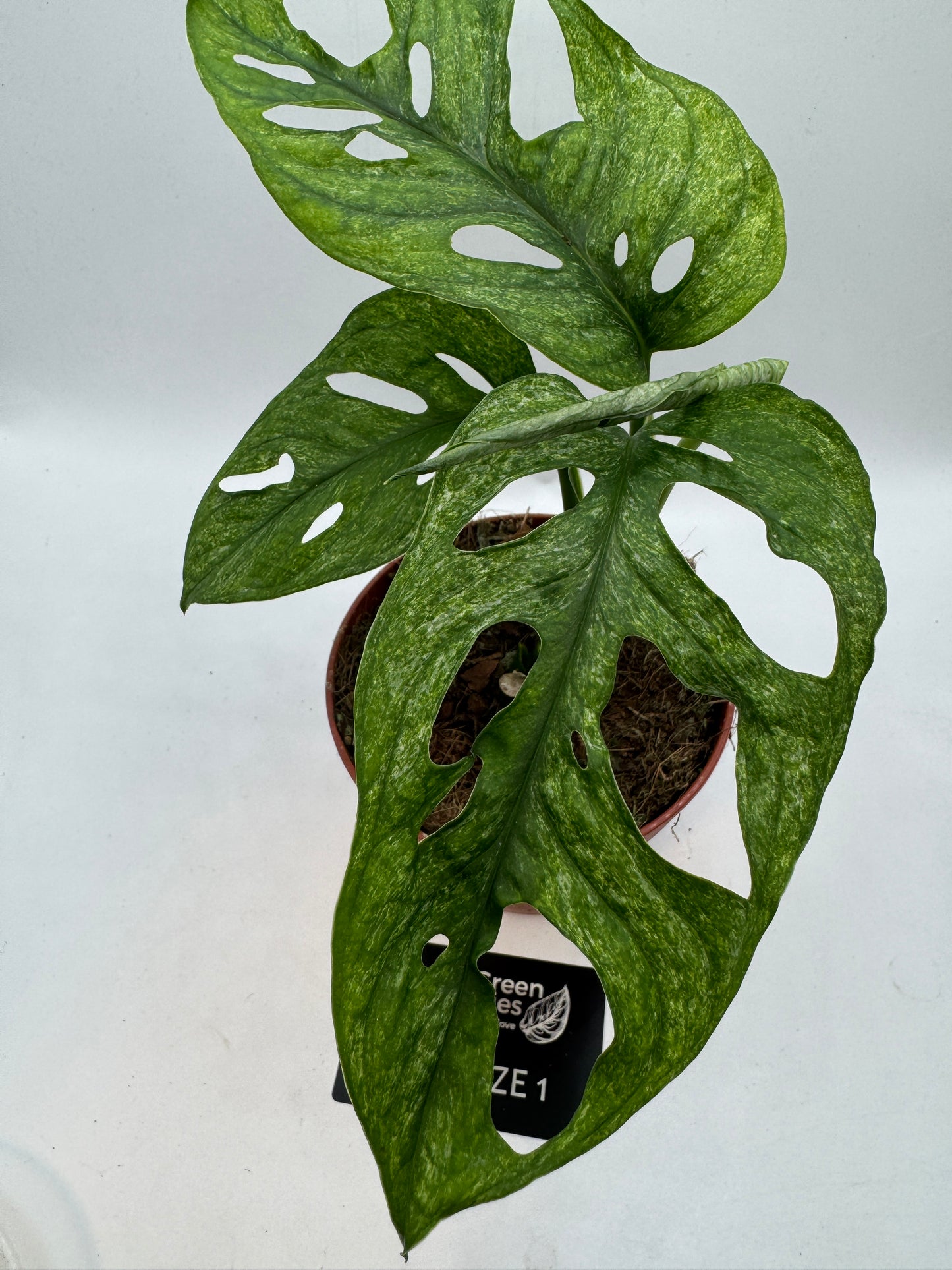 Monstera Adansonii mint