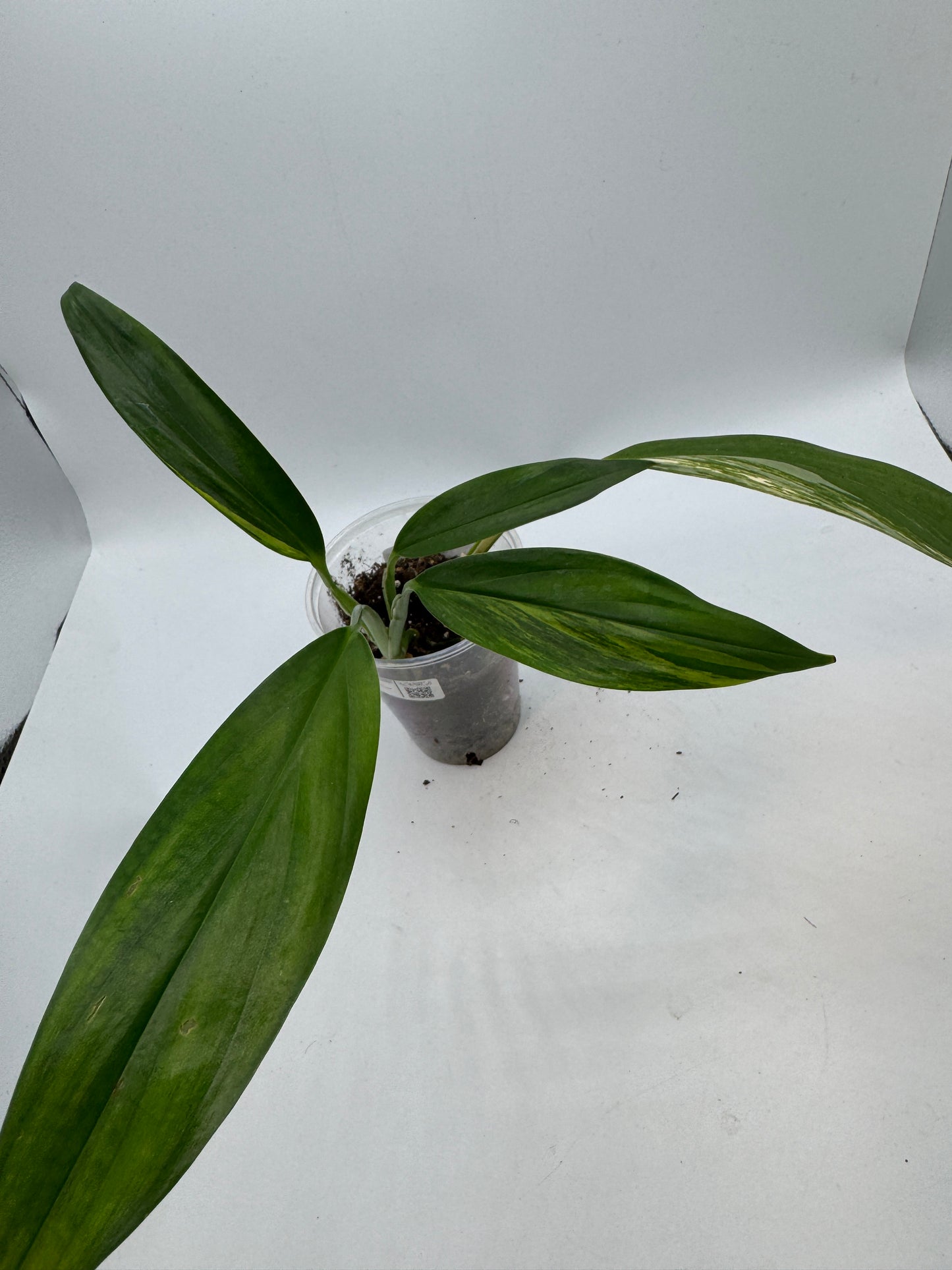 Epipremnum Amplissimum Aurea variegata